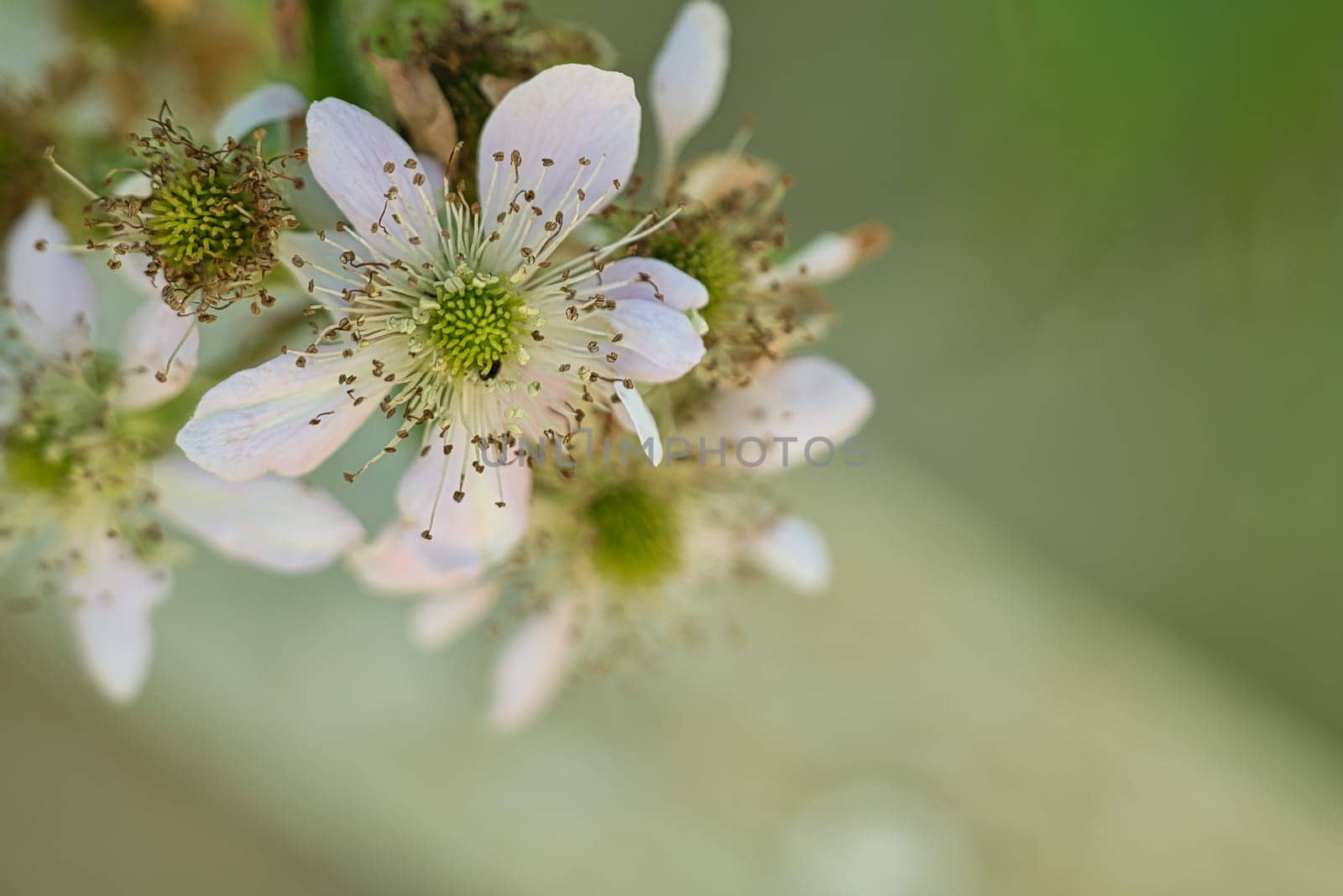 cherry blossoms on the branches of a cherry tree. dreamy, delicate petals that bloom in spring