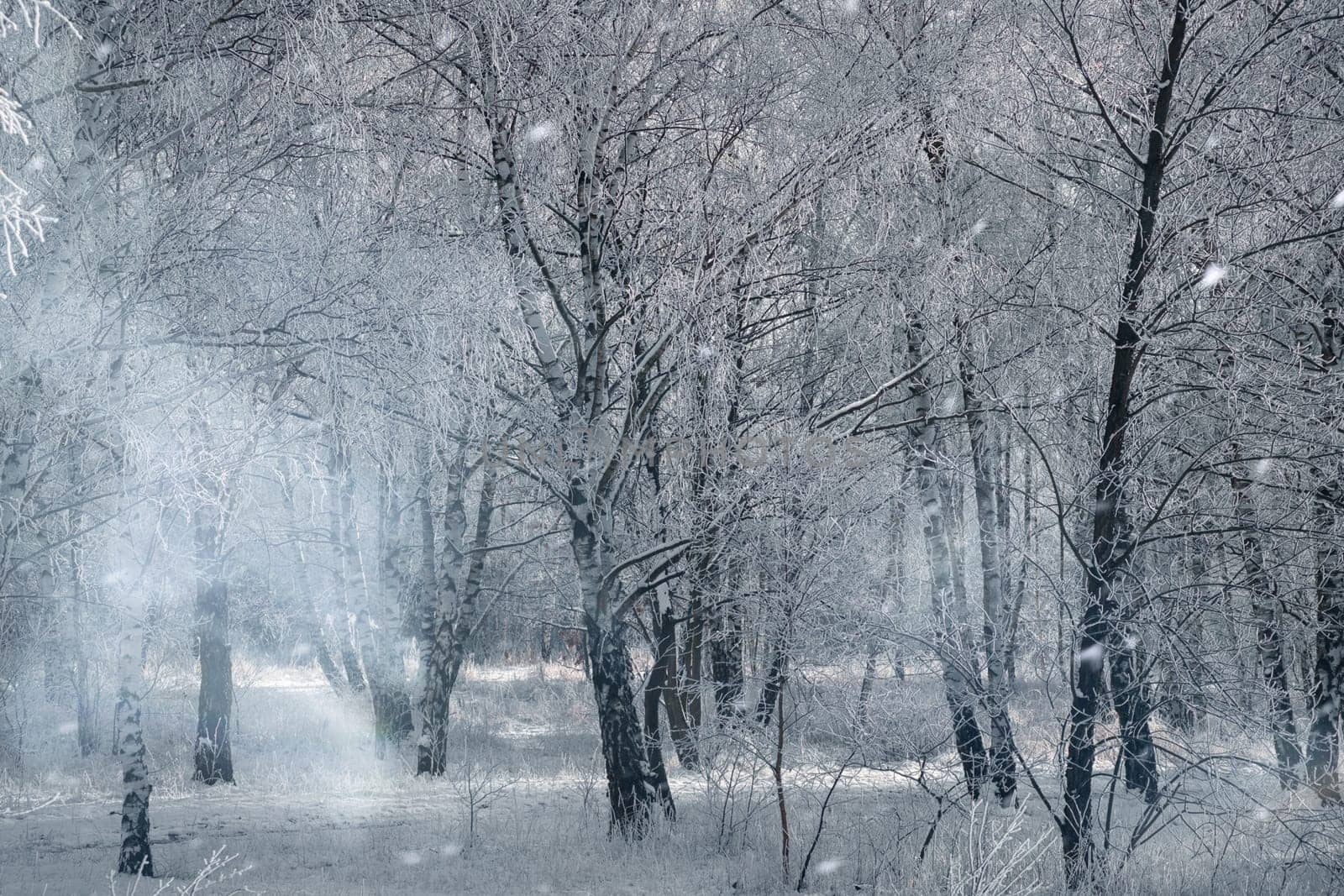 snowy birch forest on the outskirts of Berlin. Frost forms ice crystals on the branches. Clear, cold air and sun rays while walking.