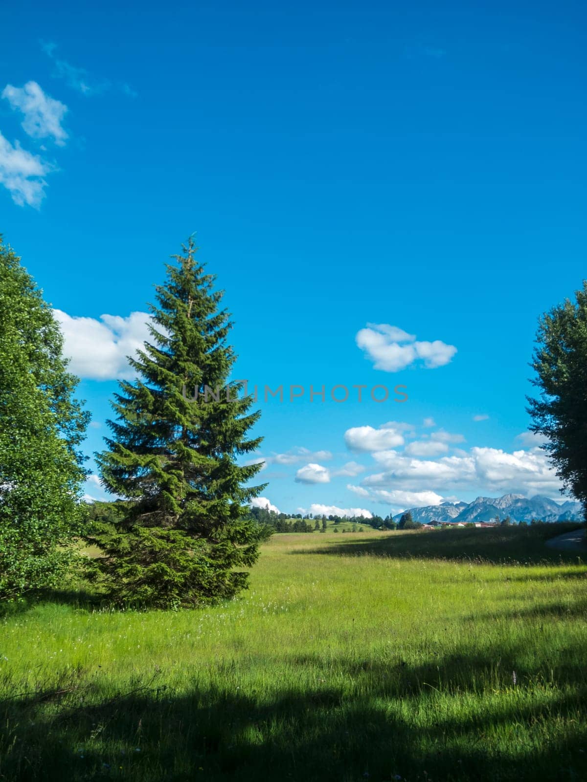 Landscape view with a single young pine tree at the edge of a forest on a pasture in Bavaria with the first foothills of the alpine mountains in the background under a blue sky with a few white clouds in the sunshine.
