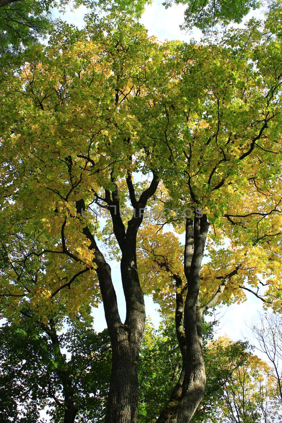Beautiful colorful autumn leaves on tall tree. Green yellow leaves hanging on tree in autumn
