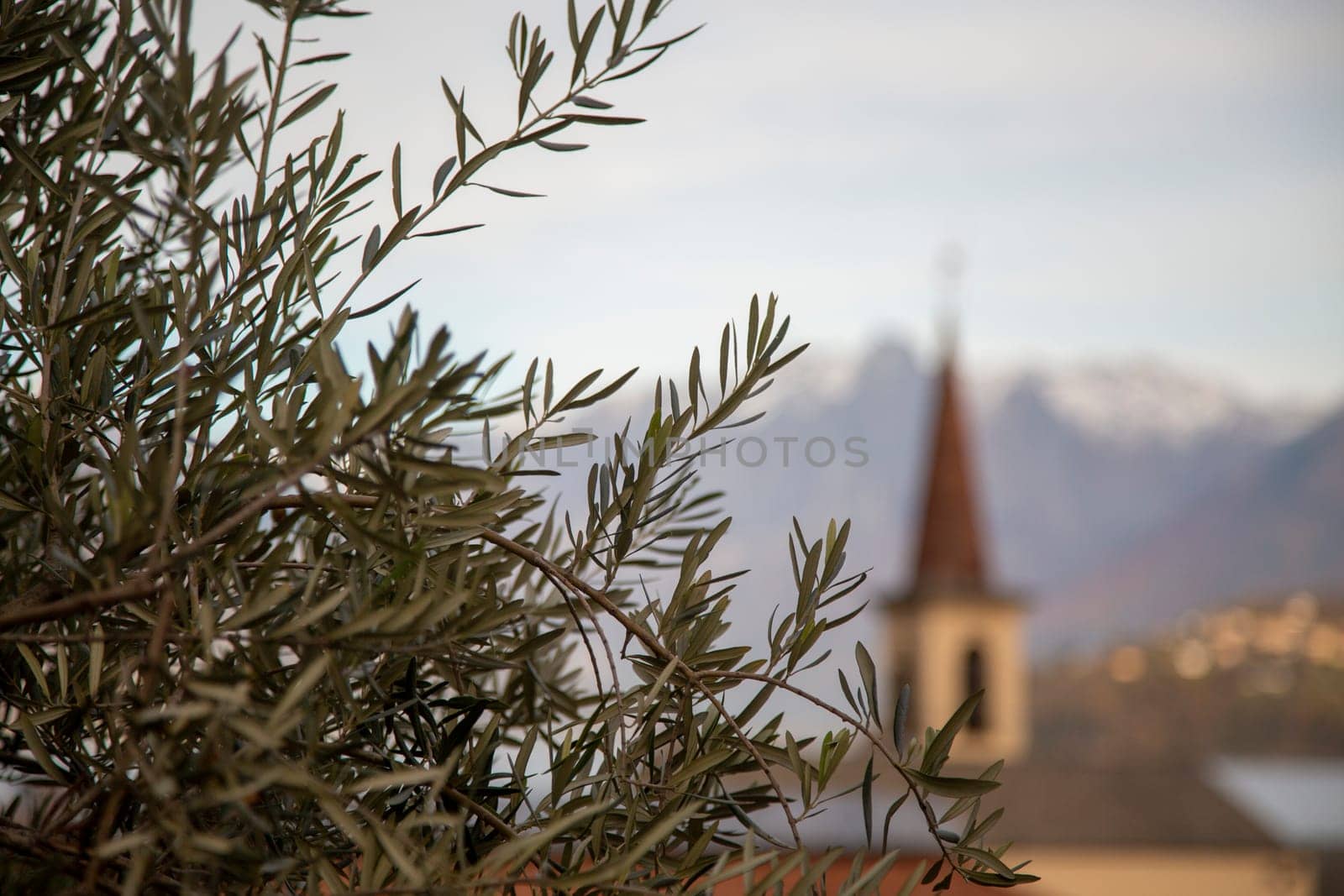 Olive tree with landscape on the background, horizontal view