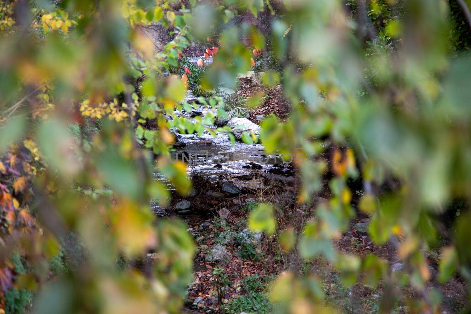 stream seen between the leaves, landscape view