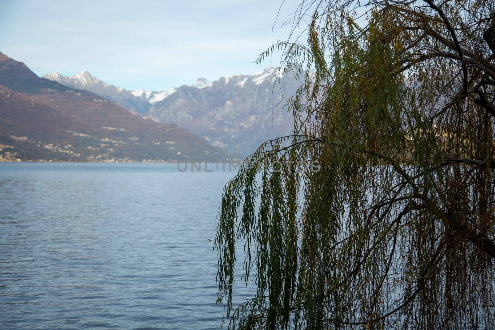 Willow tree near the lake, landscape view