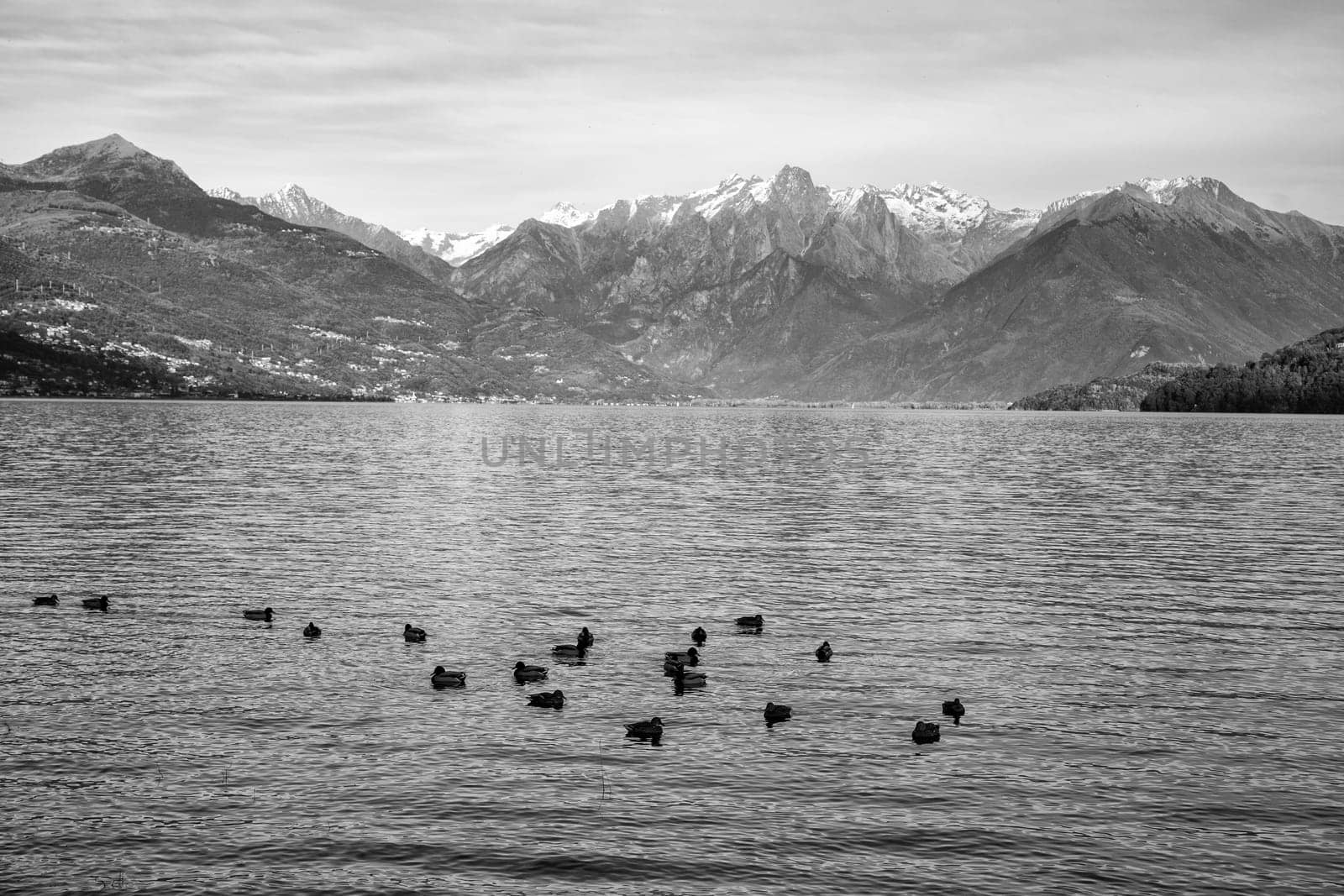 Lake view with ducks and mountains on the back