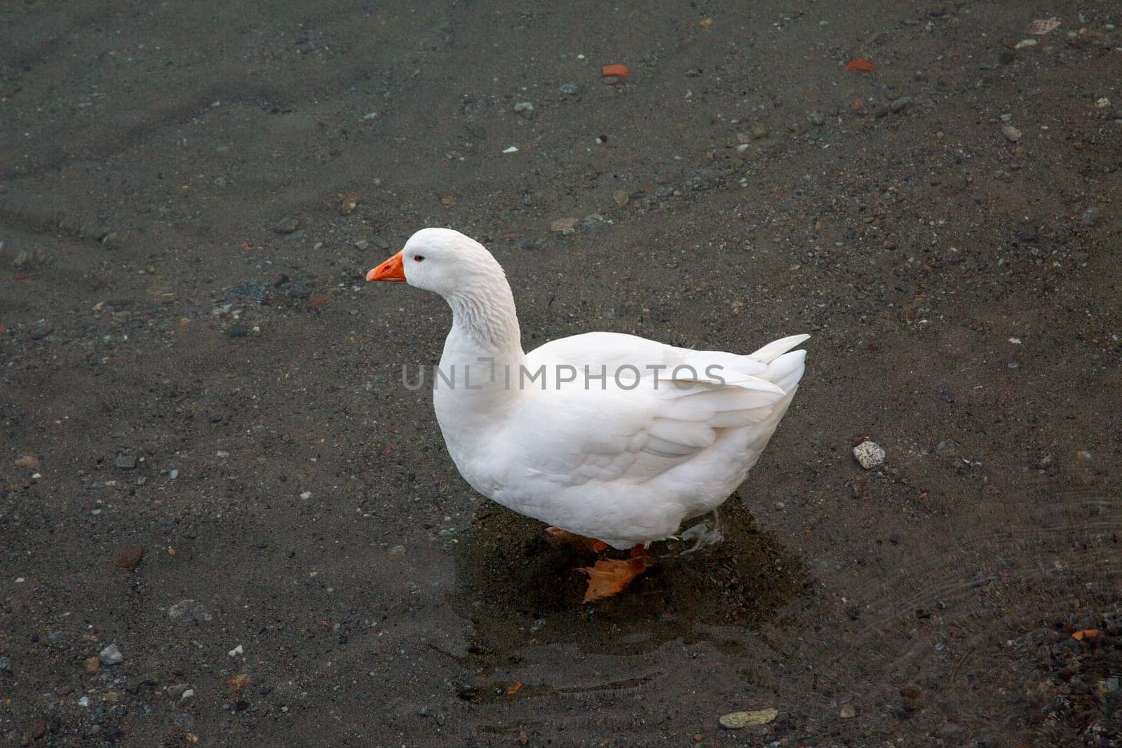 Duck on the beach, horizontal view