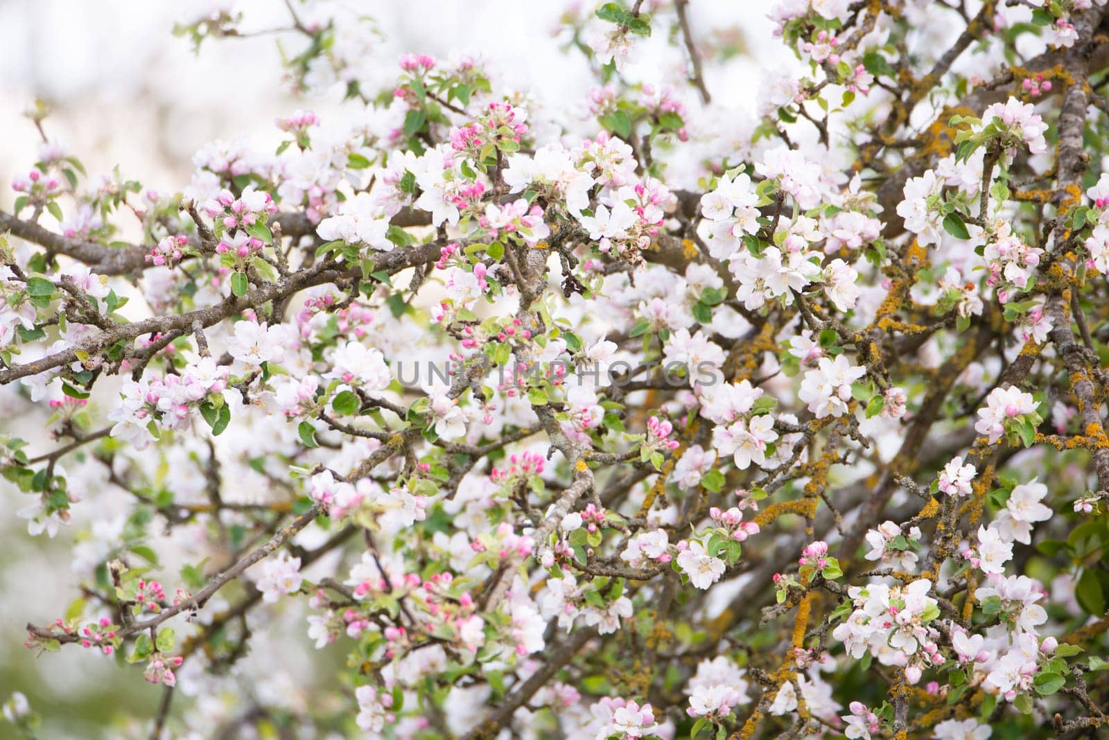 Apple tree with blossom in the spring, blue sky, springtime season, botanic
