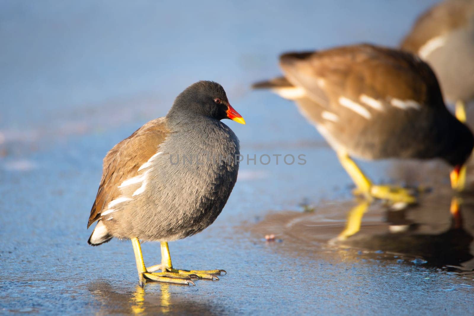 Common gallinule, Gallinula galeata moorhen waddle over frozen and snow covered pond in winter, birds