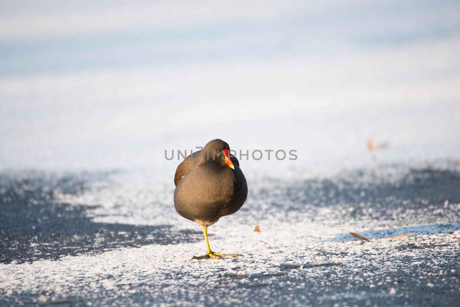 Common gallinule, Gallinula galeata moorhen waddle over frozen and snow covered pond in winter, birds