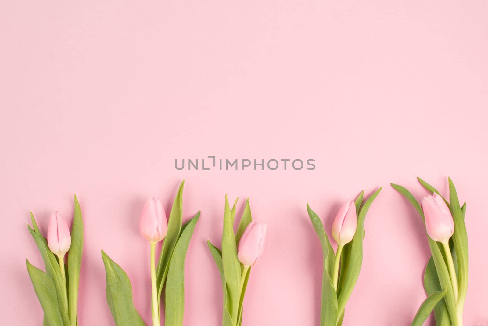 Tulips greeting card for birthday, easter holiday, valentines day, mothers day, spring season