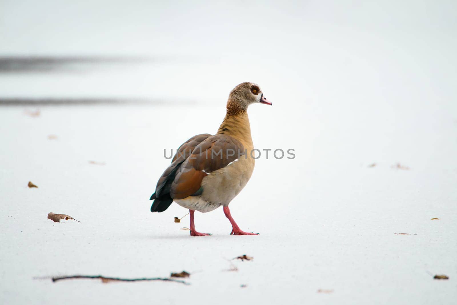 Egyptian goose, Alopochen aegyptiaca waddles on a frozen and snow covered pond, birds in the winter