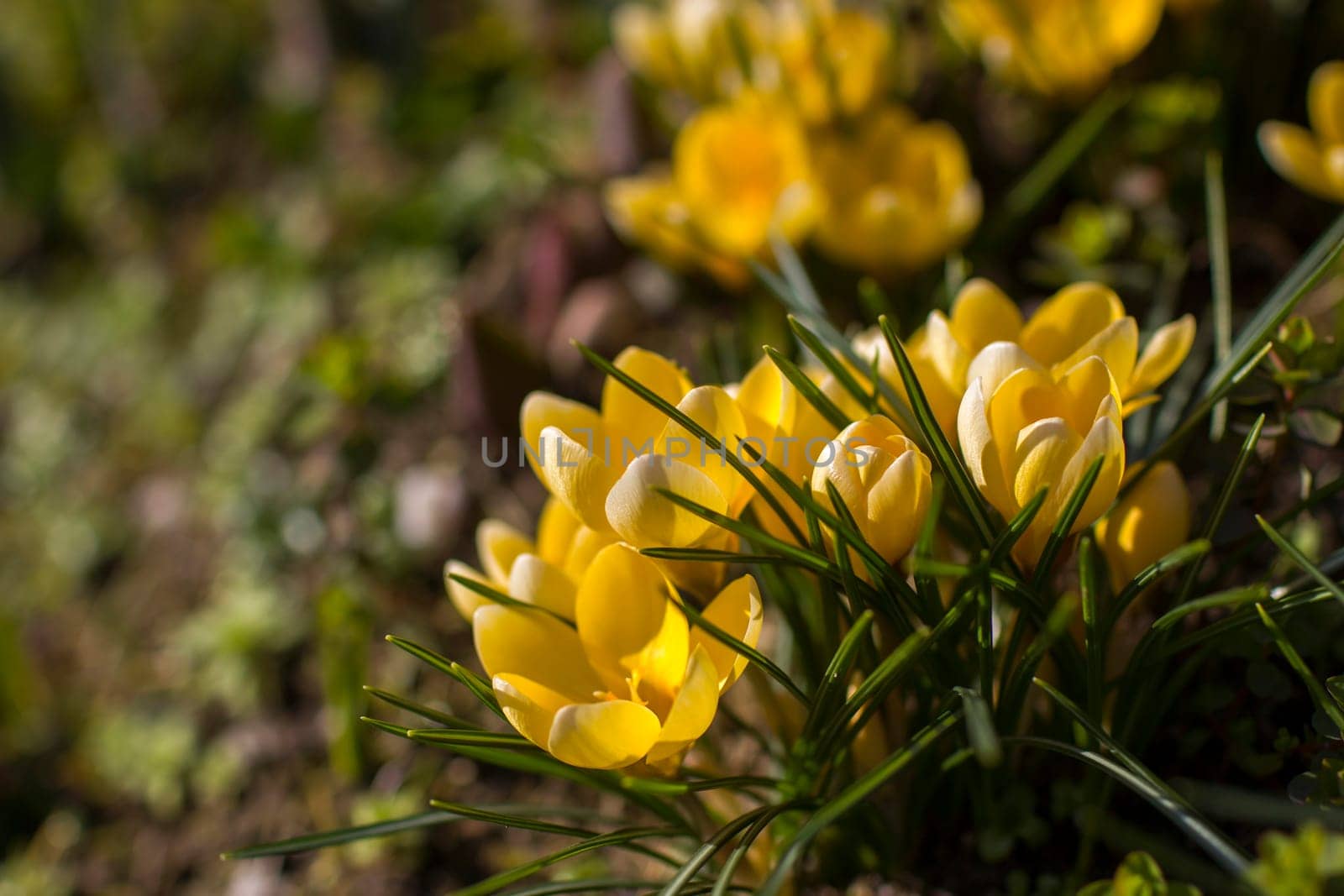 crocus - one of the first spring flowers