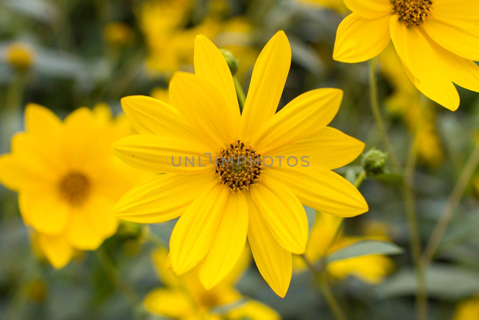 yellow flowers in a garden natural summer background, blurred image, selective focus