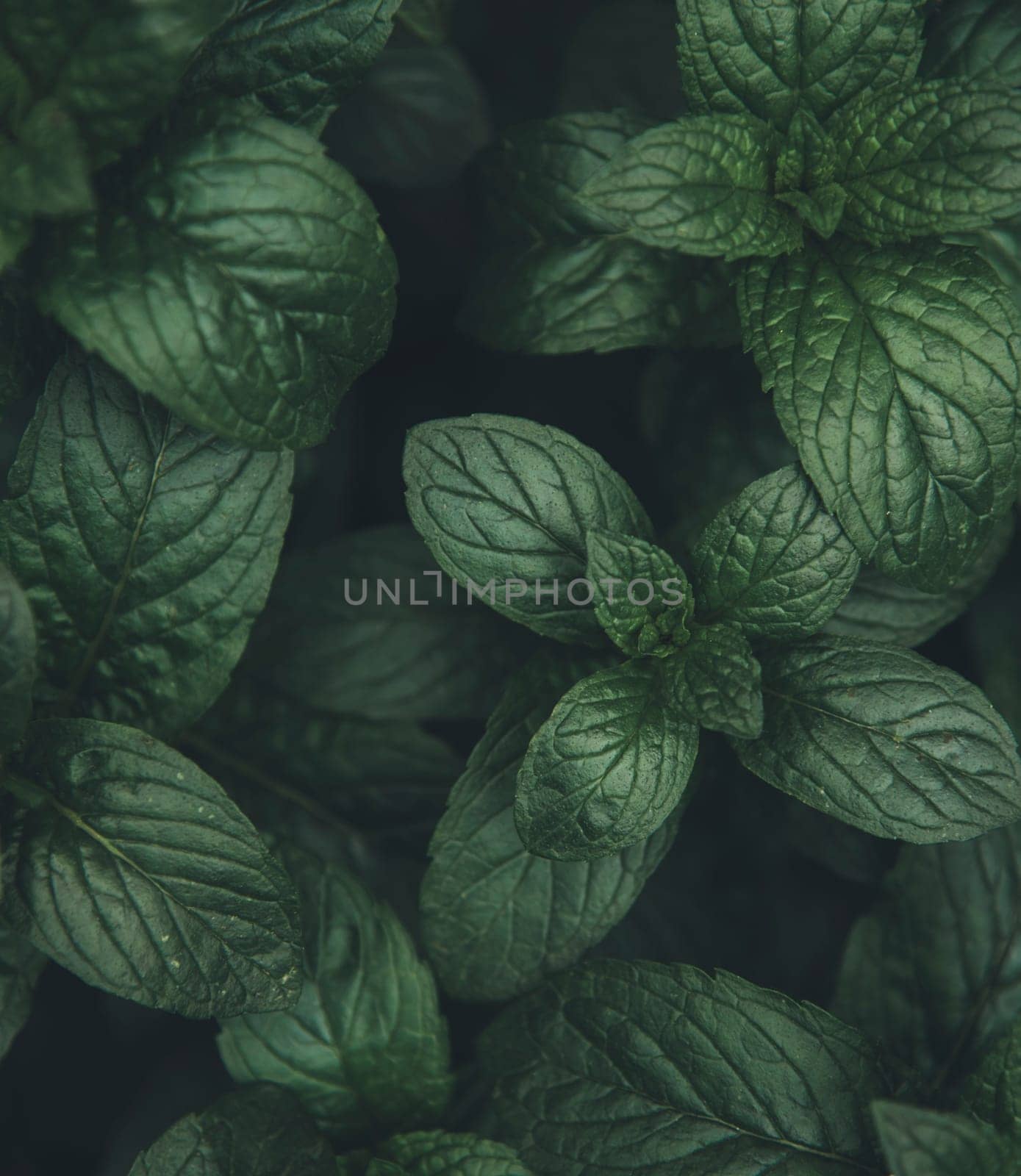 Green mint leaves pattern layout design. Ecology natural creative concept. Top view nature background with spearmint herbs.