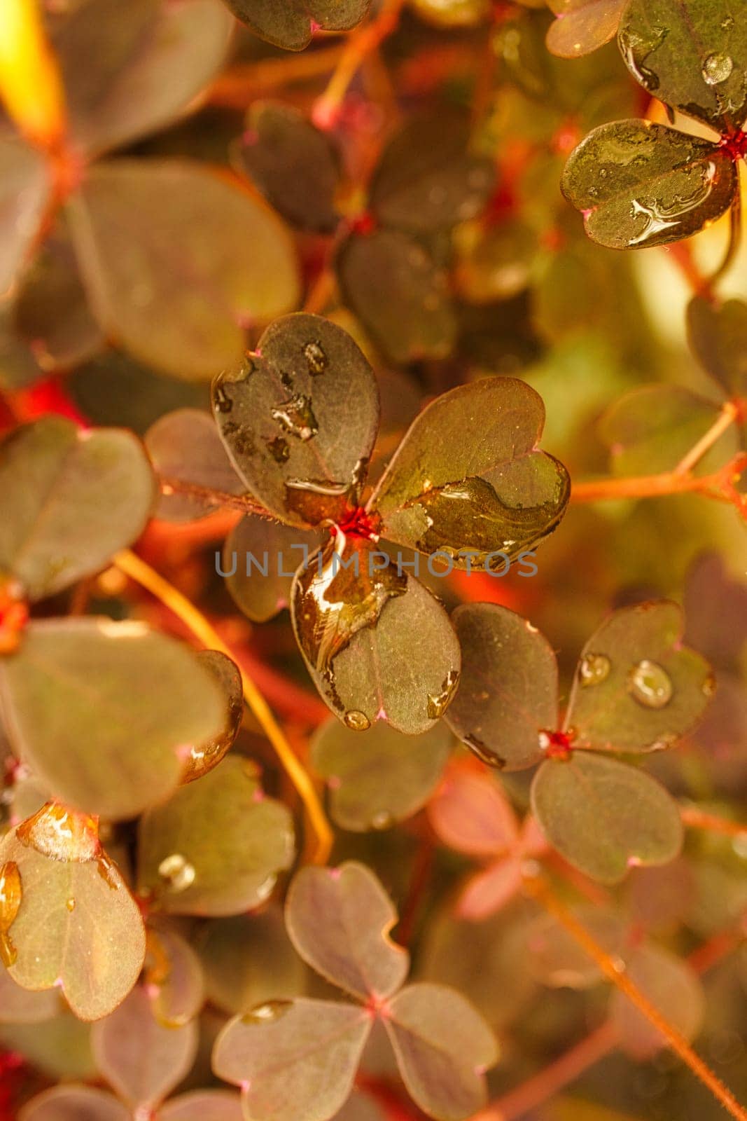 Clover in the forest. Clover leaves with water drops. Lucky symbol for 2023. plant photo from nature