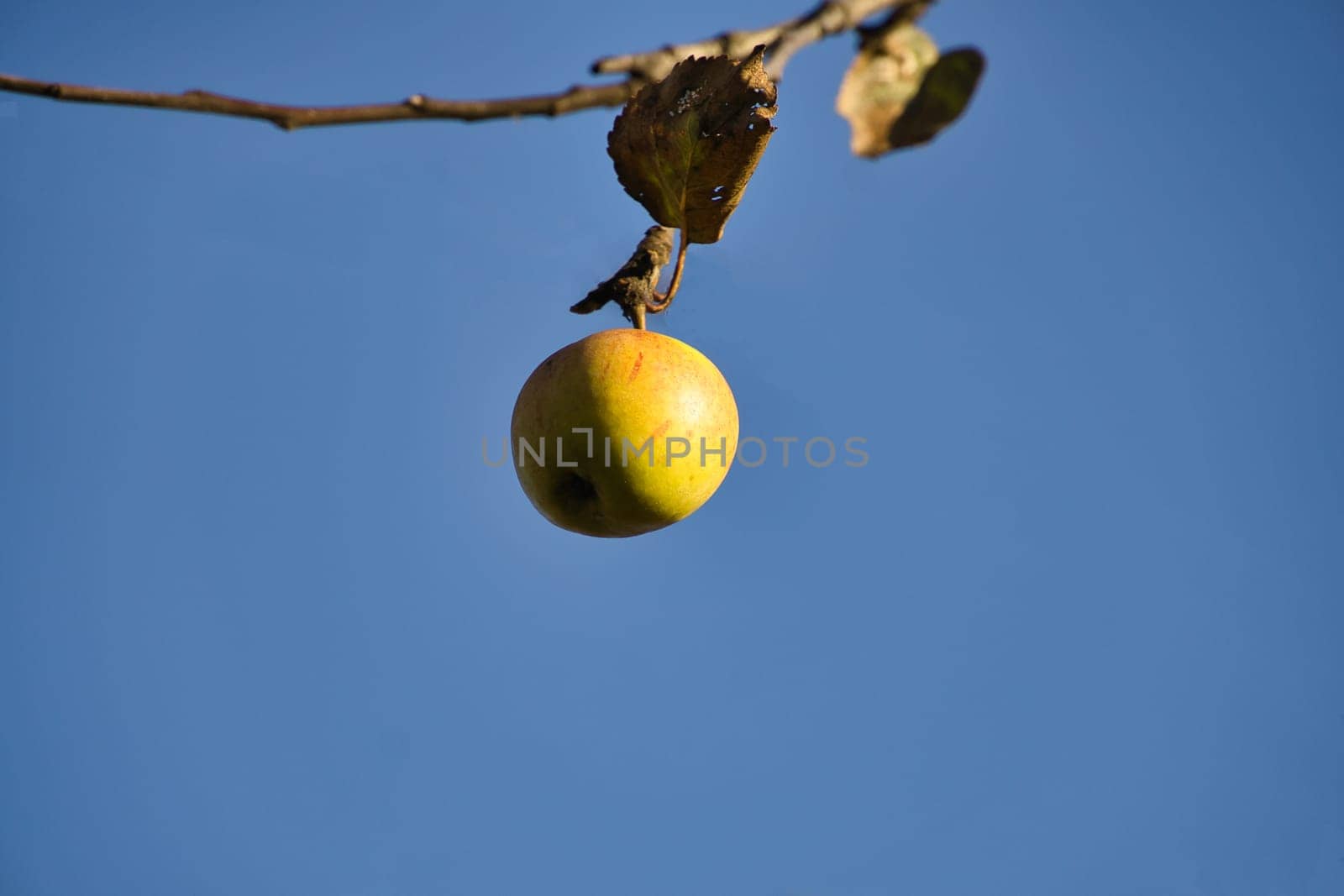 Apple on the branch. Fruit hangs on the tree. Fruit rich in vitamins. Food from the garden.