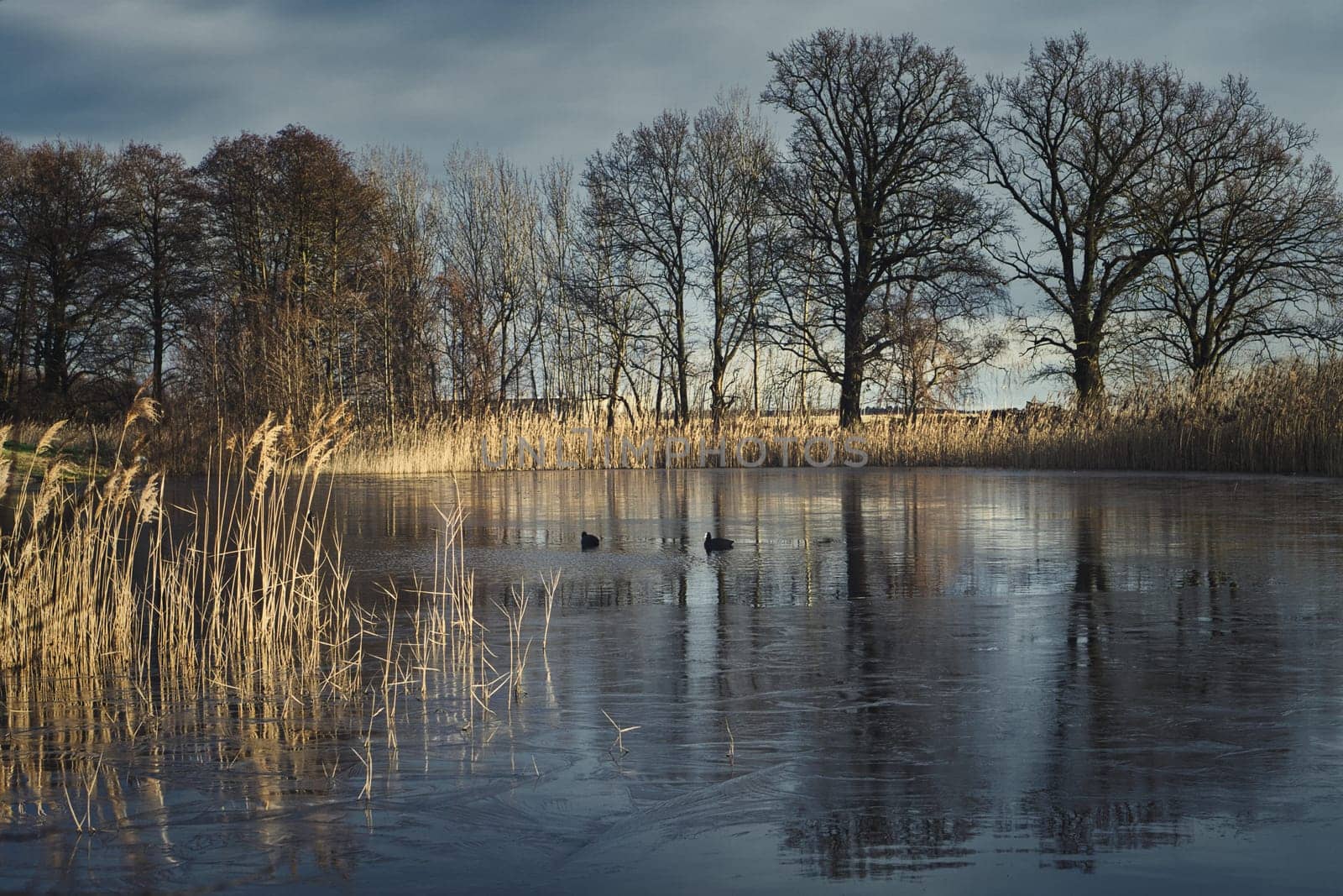 frosty lake with coot in the ice-free area. Trees on the edge and reeds in the frozen lake. Sunshine and dramatic sky. Landscape photo from Brandenburg