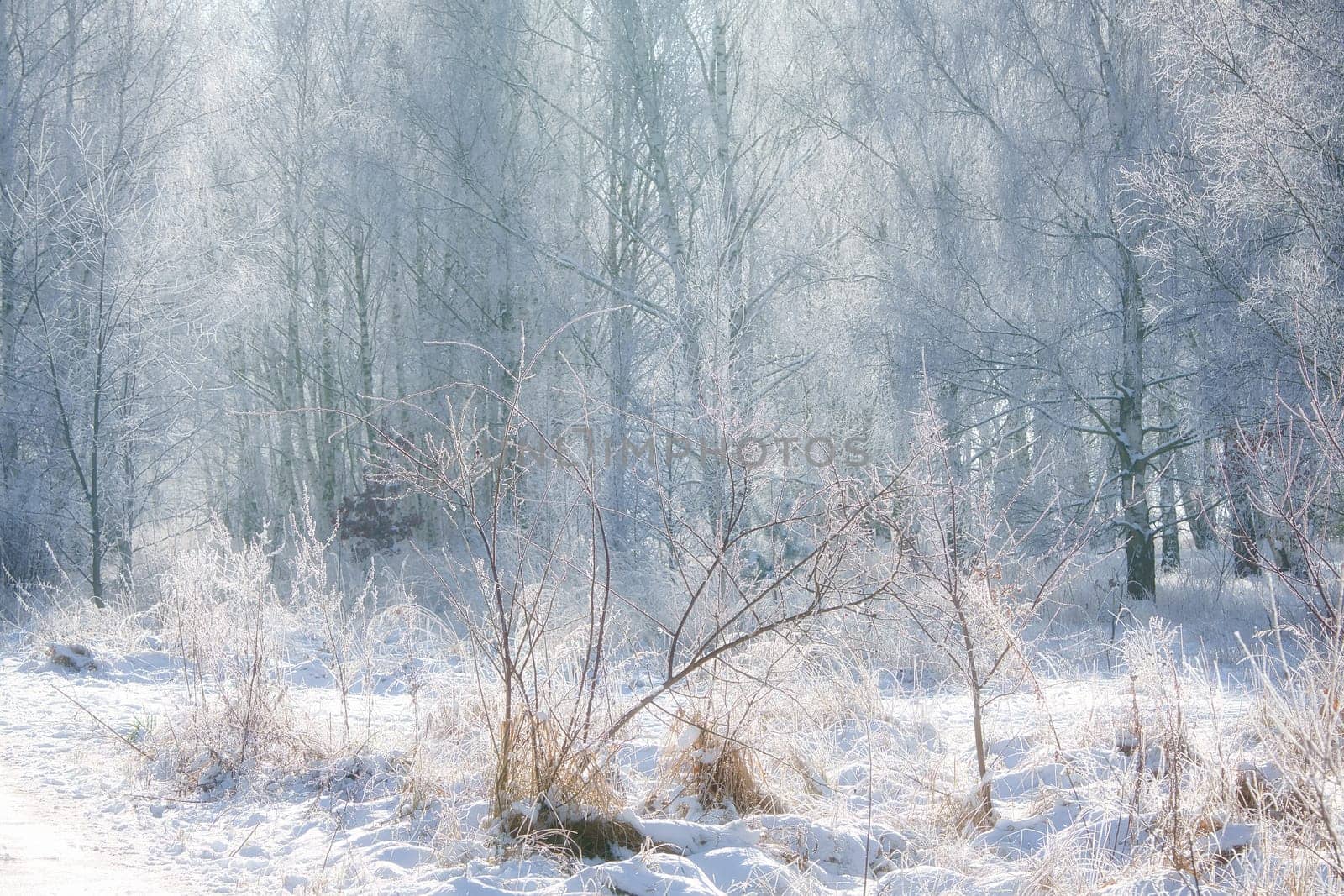 snowy birch forest on the outskirts of Berlin. Frost forms ice crystals on the branches. Clear, cold air and sun rays while walking.