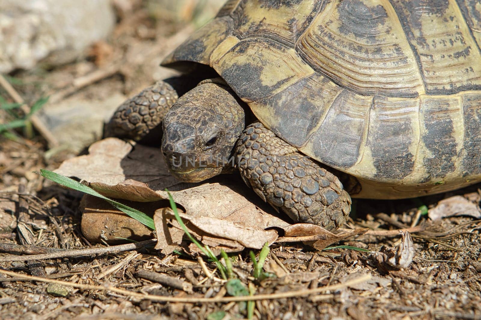 Greek tortoise foraging on sandy substrate. Reptiles photo. Animal shot from nature