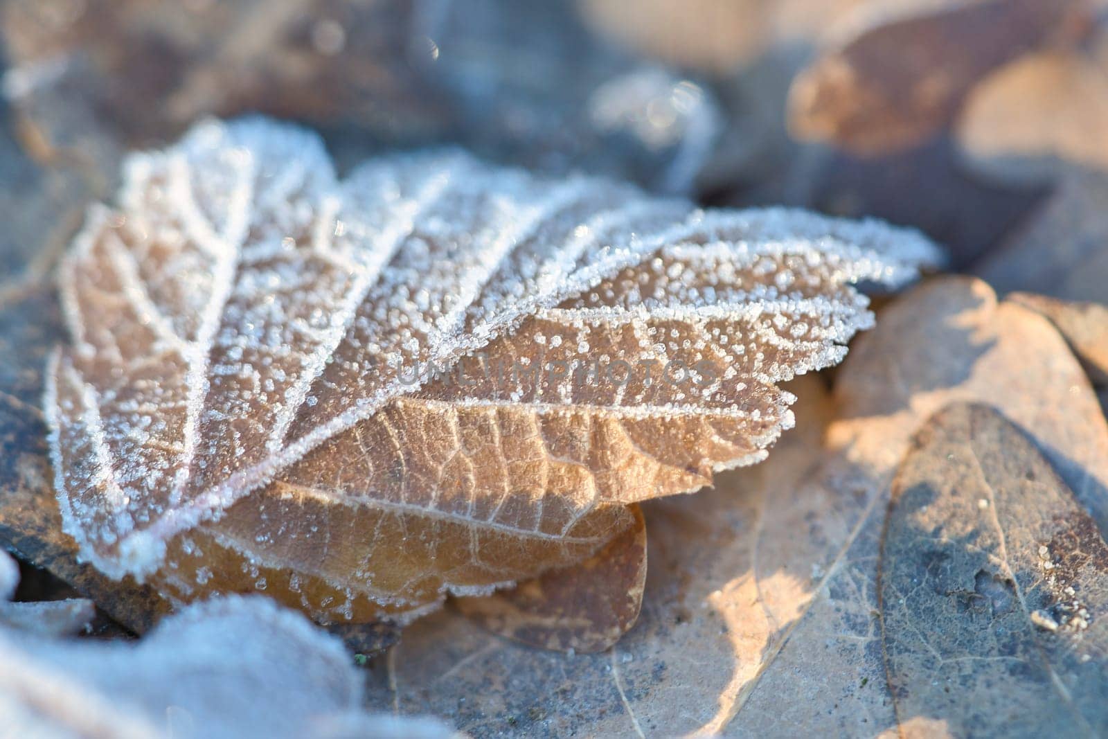 Ice crystals on leaves lying on the ground. Close up of frozen water. Macro shot from nature