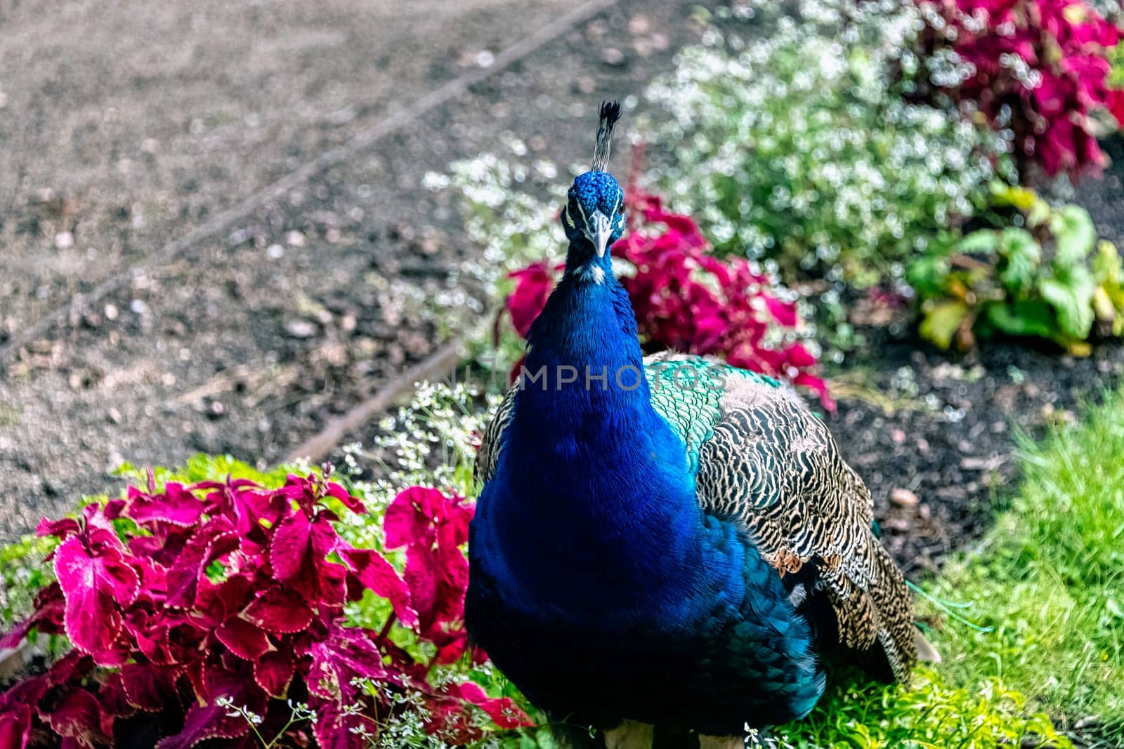 Indian peacock in Polish park - Warsaw, Poland