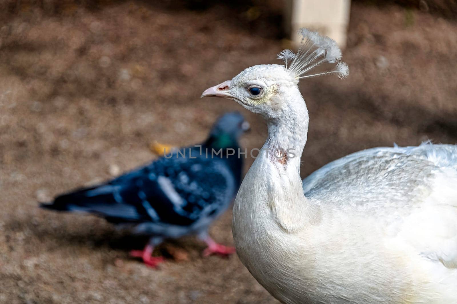 Leucistic Indian peacock in Polish park - Warsaw, Poland