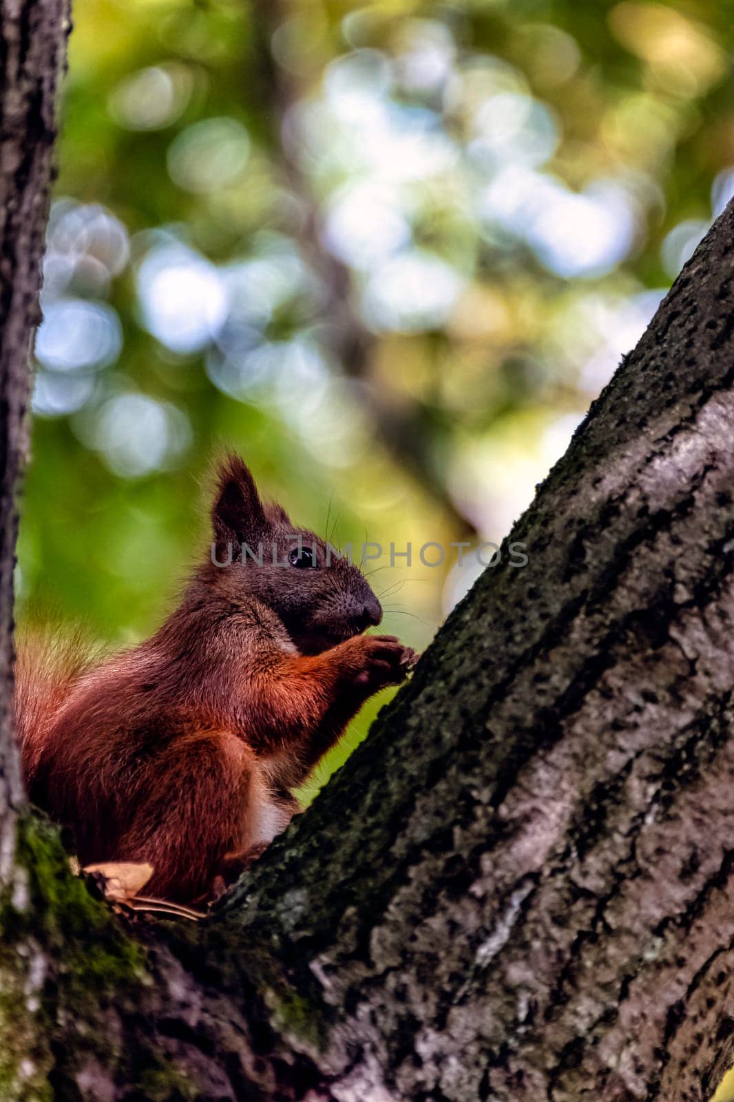 Wild Eurasian red squirrel (Sciurus vulgaris) on the tree in Kampinos National Park, Masovia, Poland