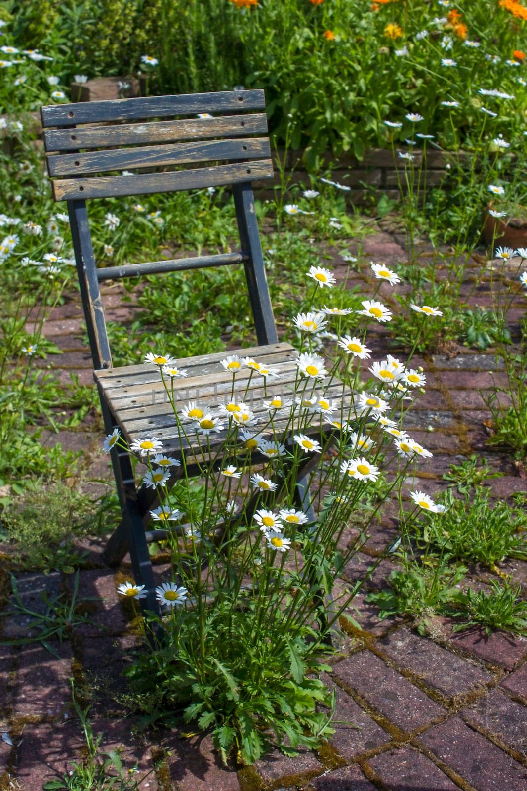 wild garden - herb spiral in the garden with fresh herbs and flowers and old chair