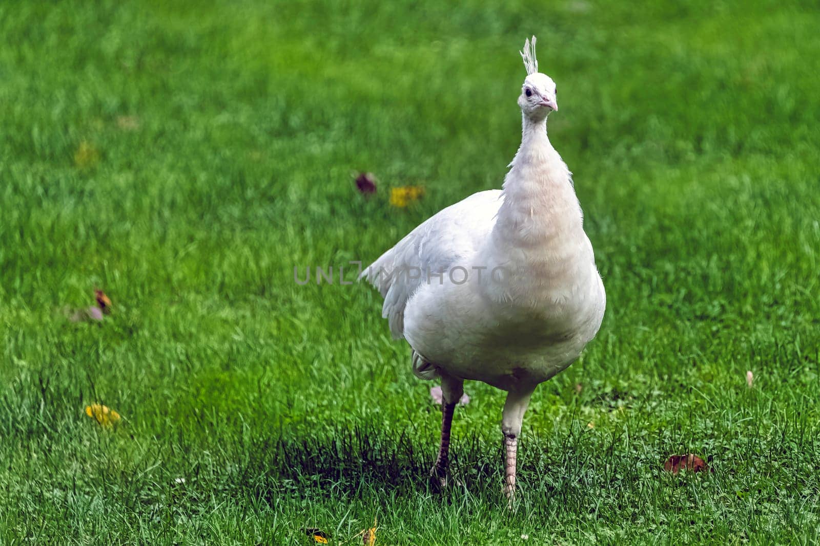 Leucistic Indian peacock in Polish park - Warsaw, Poland