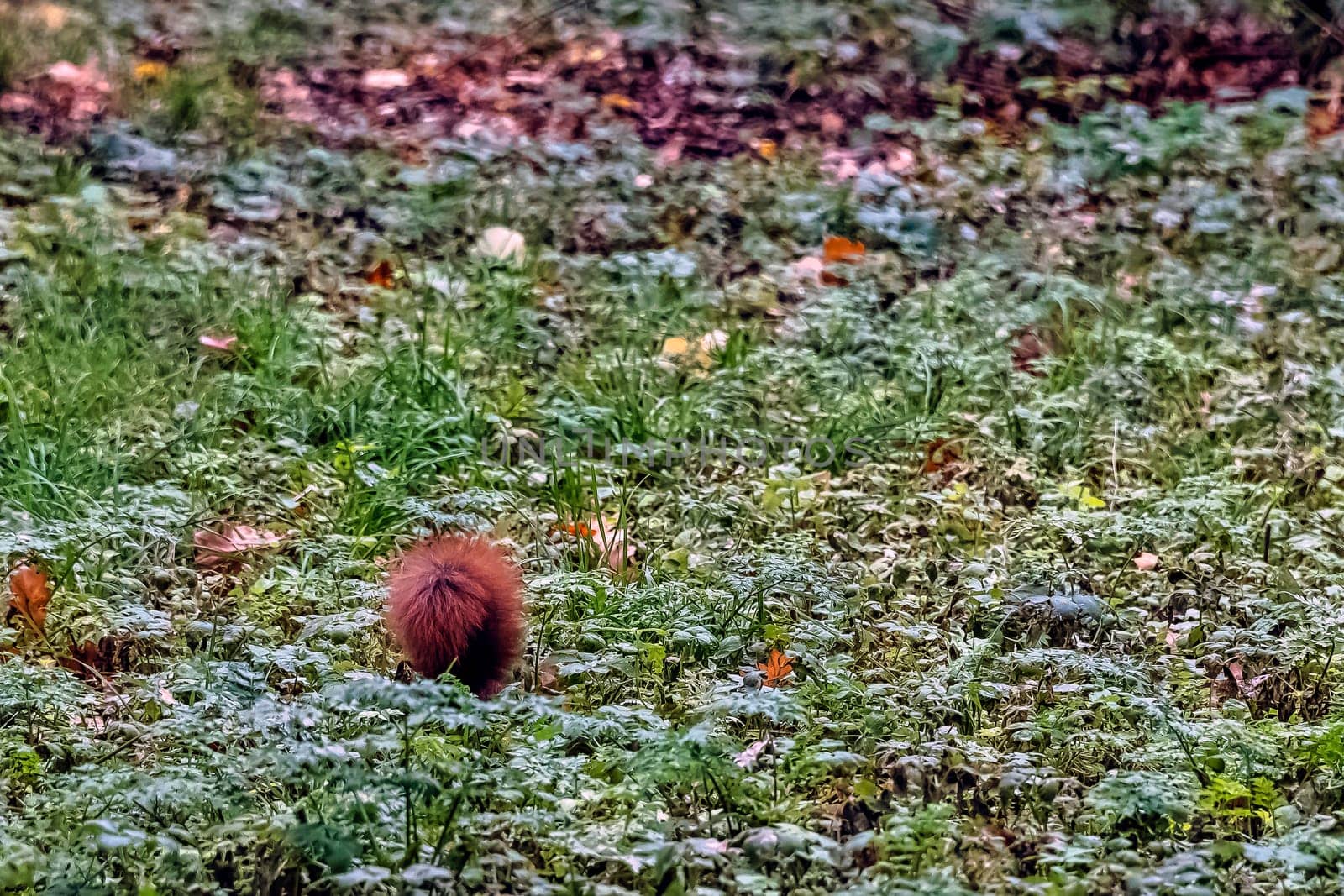 Wild Eurasian red squirrel (Sciurus vulgaris) in Kampinos National Park, Masovia, Poland