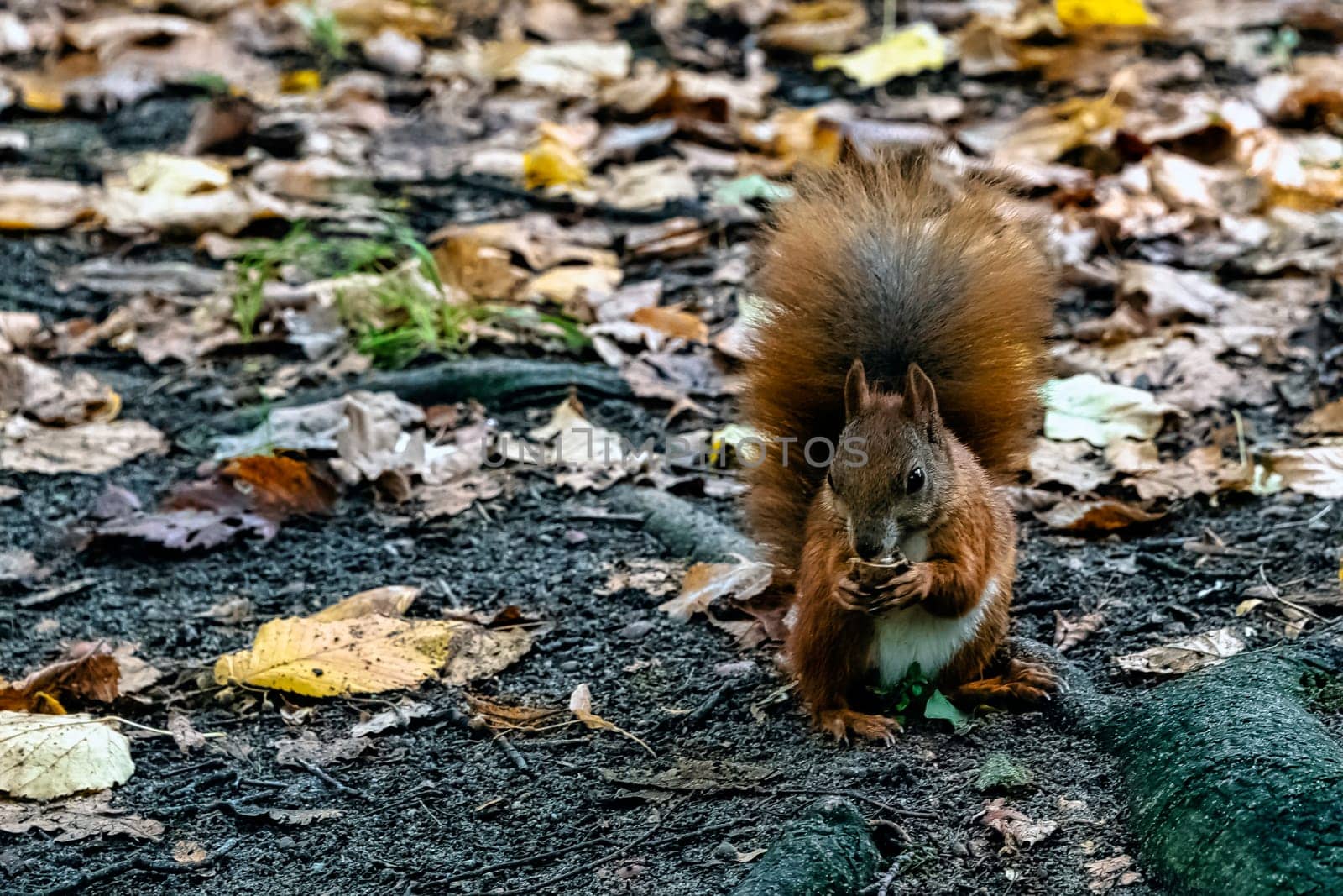 Wild Eurasian red squirrel (Sciurus vulgaris) in Kampinos National Park, Masovia, Poland