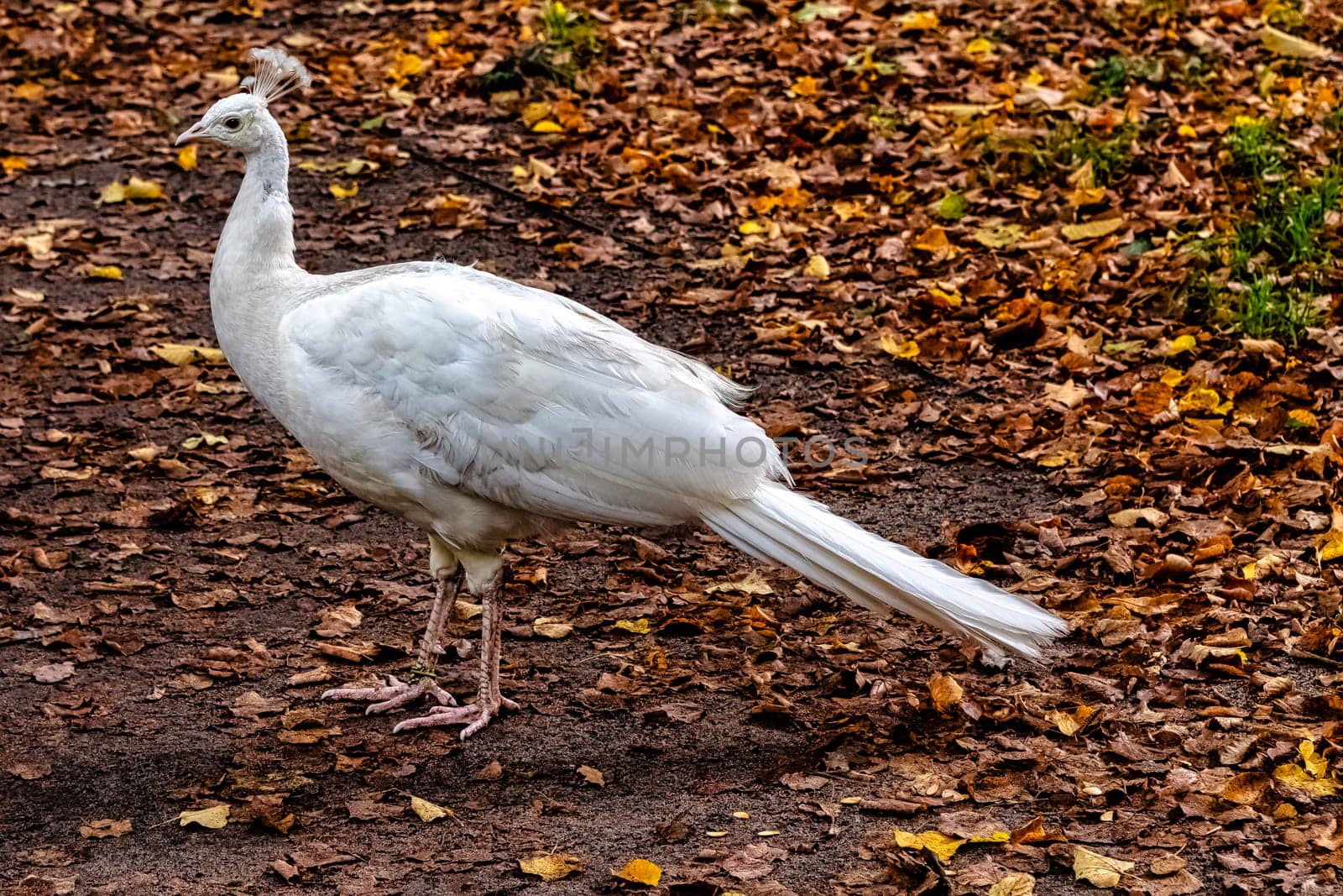 Leucistic Indian peacock in Polish park - Warsaw, Poland