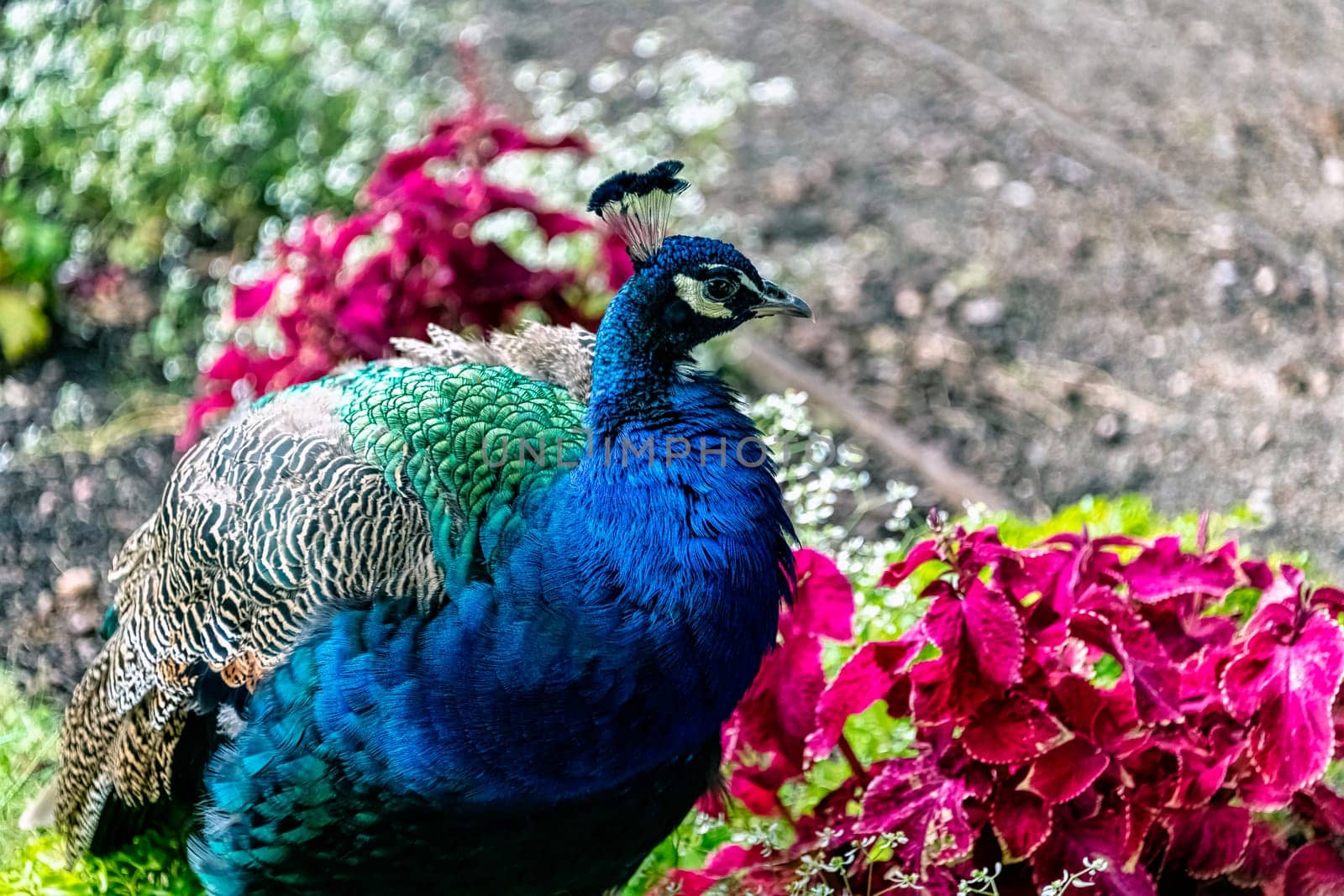 Indian peacock in Polish park - Warsaw, Poland