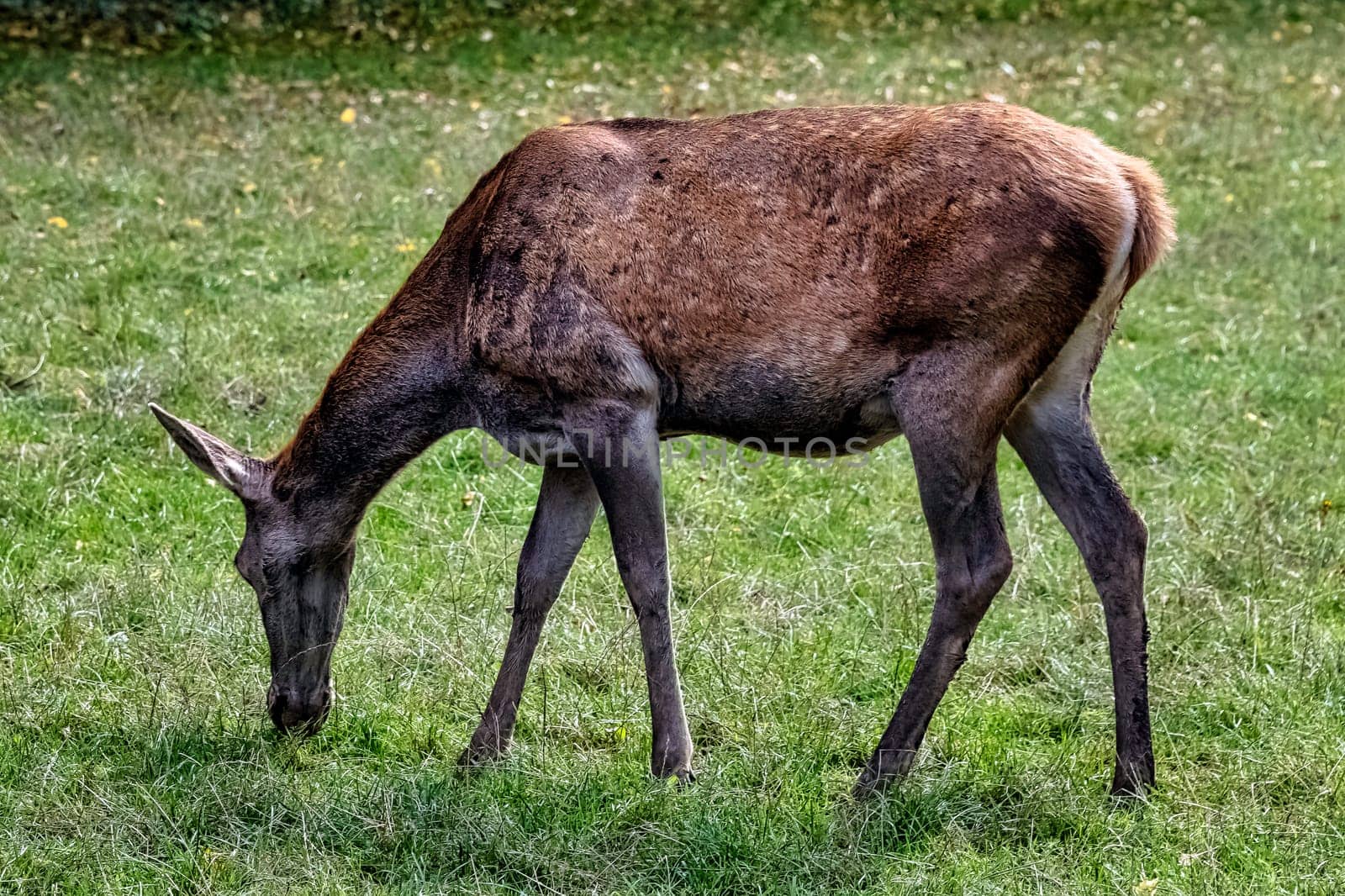 Western roe deer (Capreolus capreolus), also known as European roe in Bialowieza Forest, Poland