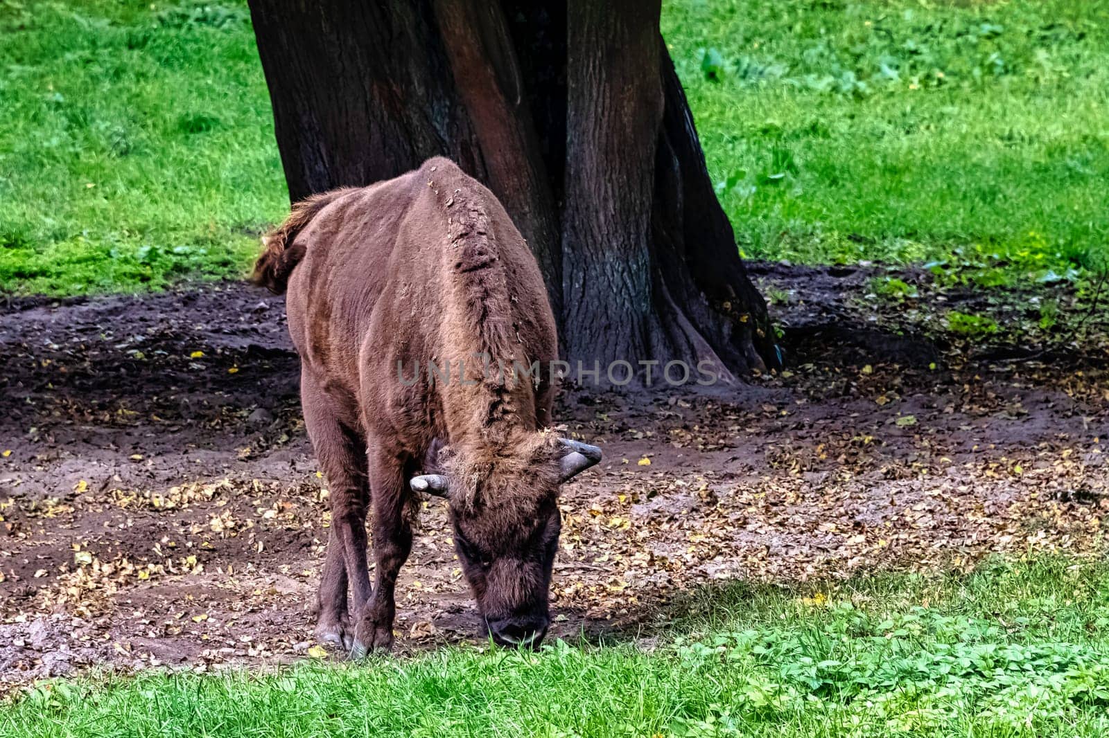 European wood bison (Bison bonasus), also known as the wisent, zubr or European buffalo in Bialowieza Forest, Poland