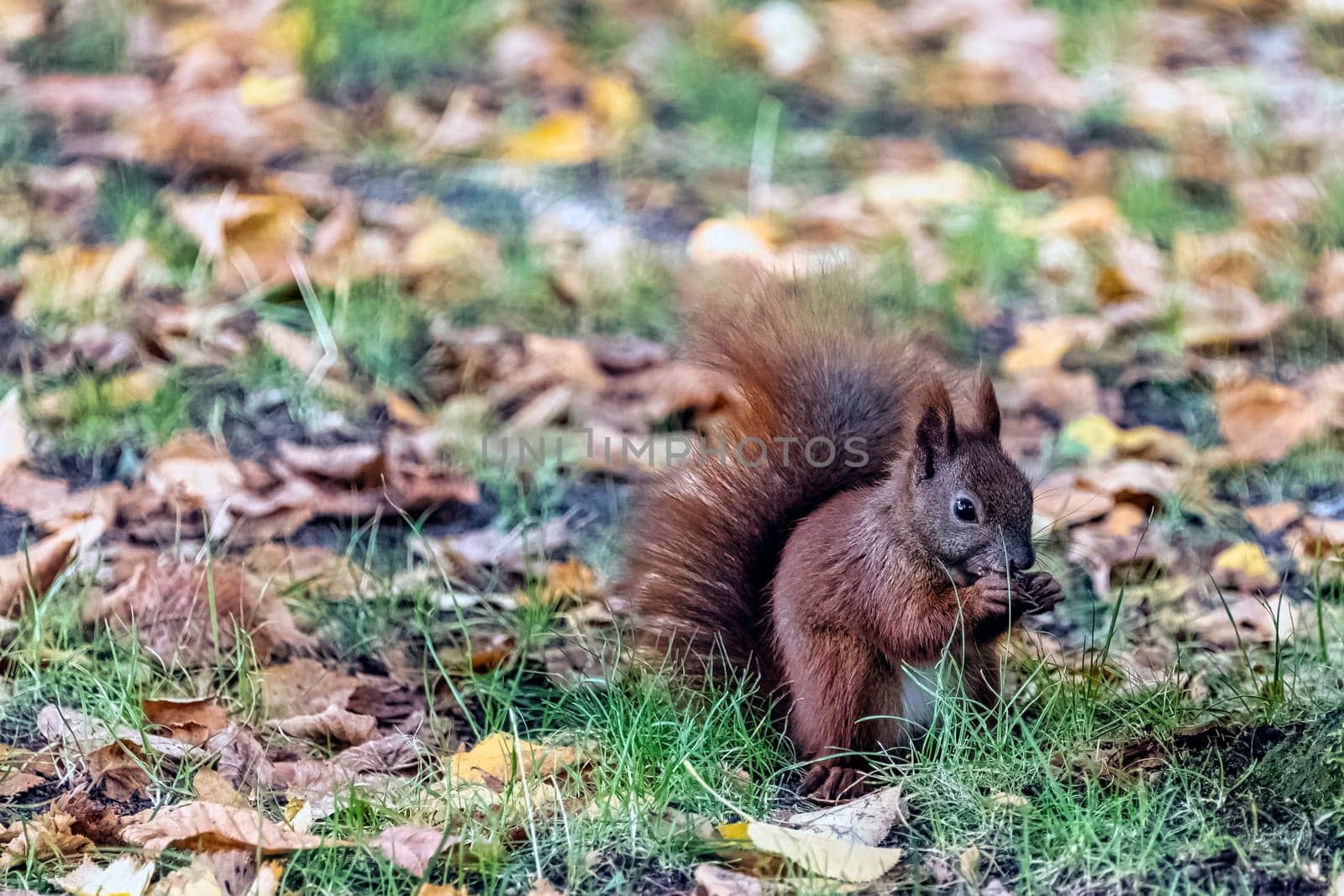 Wild Eurasian red squirrel (Sciurus vulgaris) in Kampinos National Park, Masovia, Poland