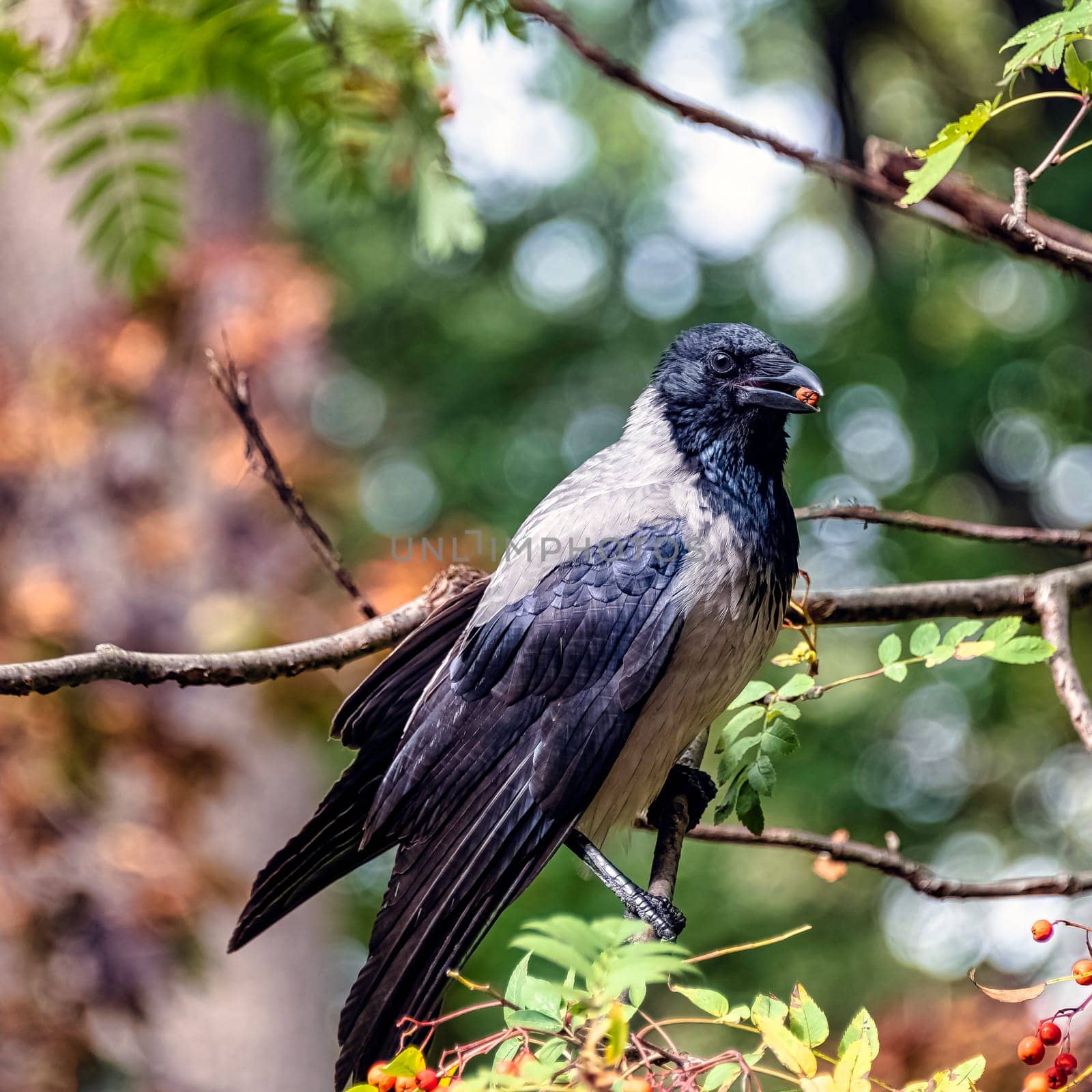 Hooded crow (Corvus cornix) also known as scald-crow or hoodie in Polish park - Warsaw, Poland