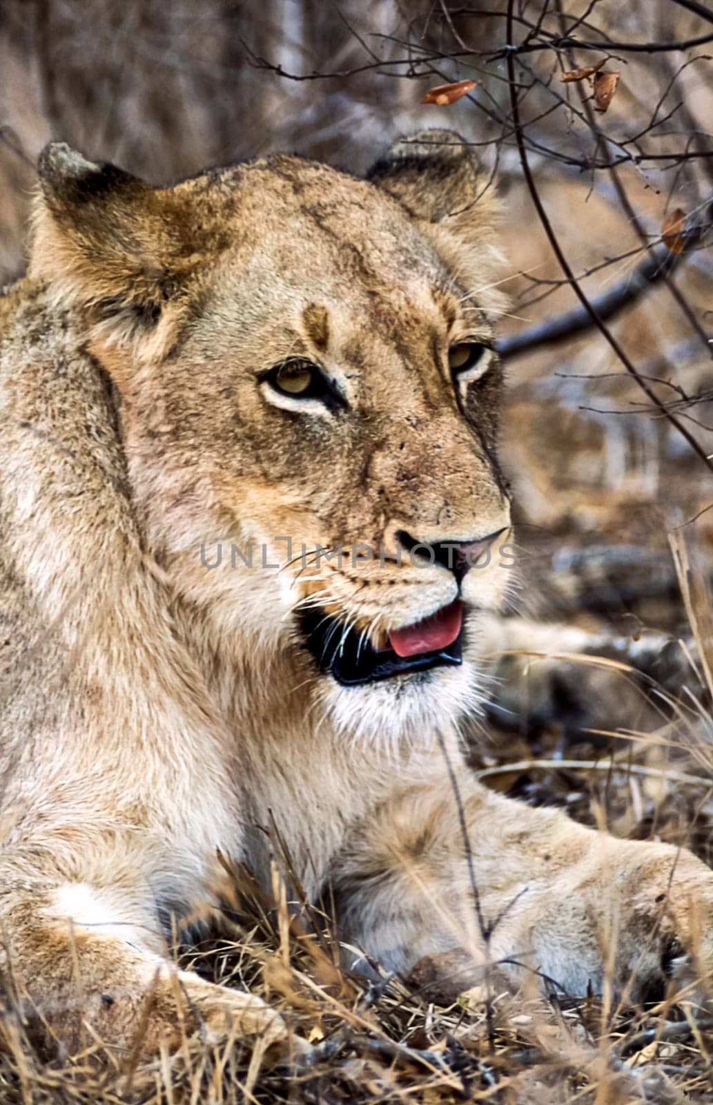 Lion, (Panthera leo), Kruger National Park, Mpumalanga, South Africa, Africa