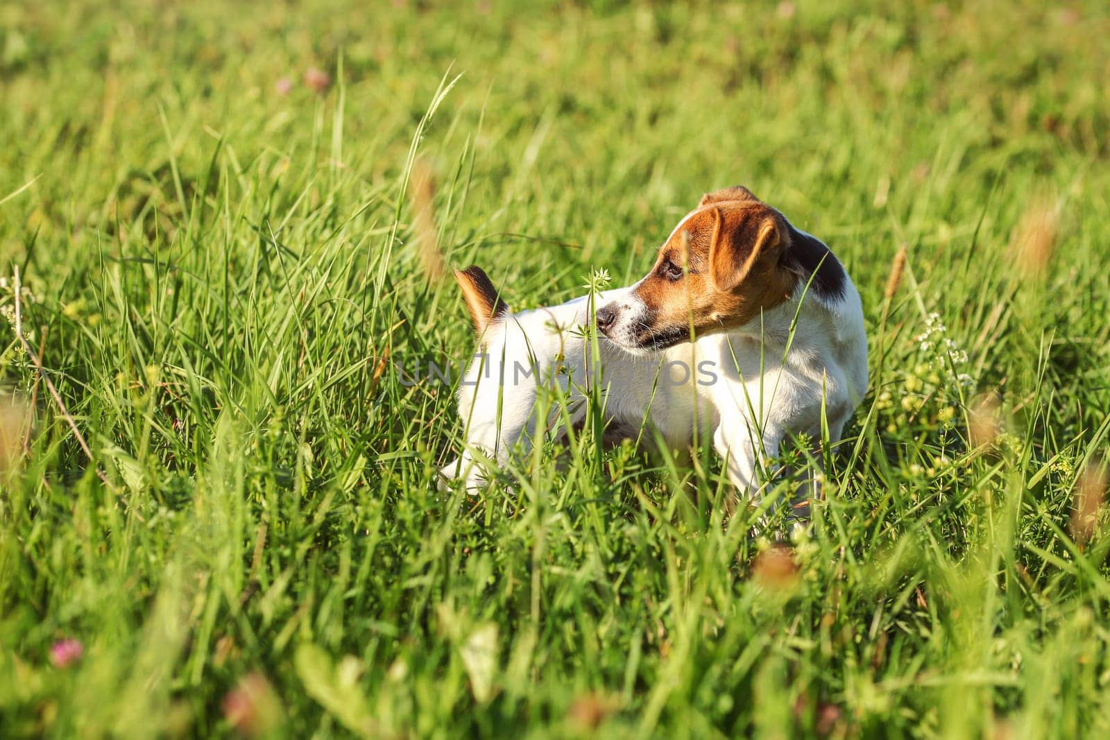 Jack Russell terrier puppy standing in low grass, looking behind her.
