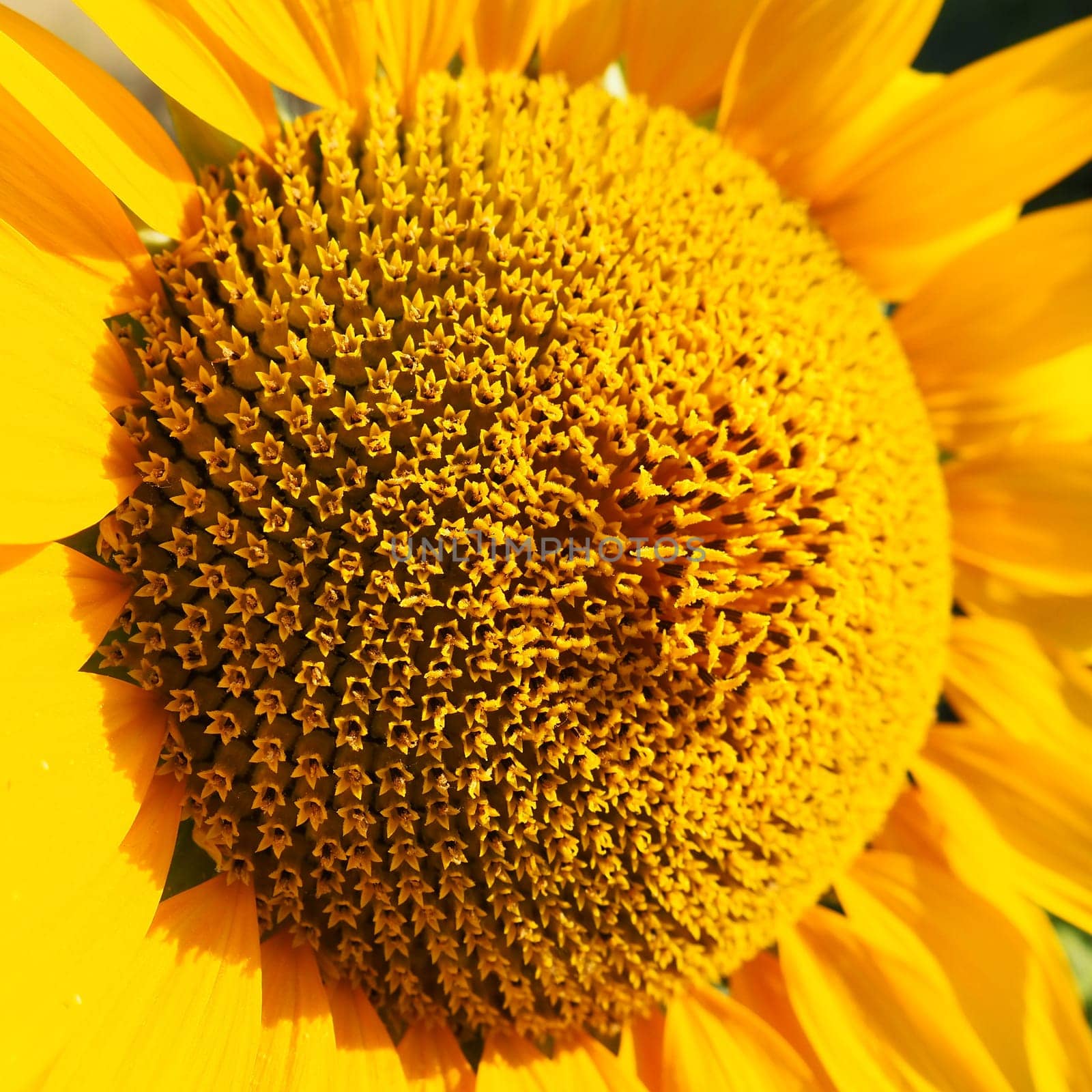 The Helianthus sunflower is a genus of plants in the Asteraceae family. Annual sunflower and tuberous sunflower. Agricultural field. Blooming bud with yellow petals. Furry leaves. Serbia agriculture.