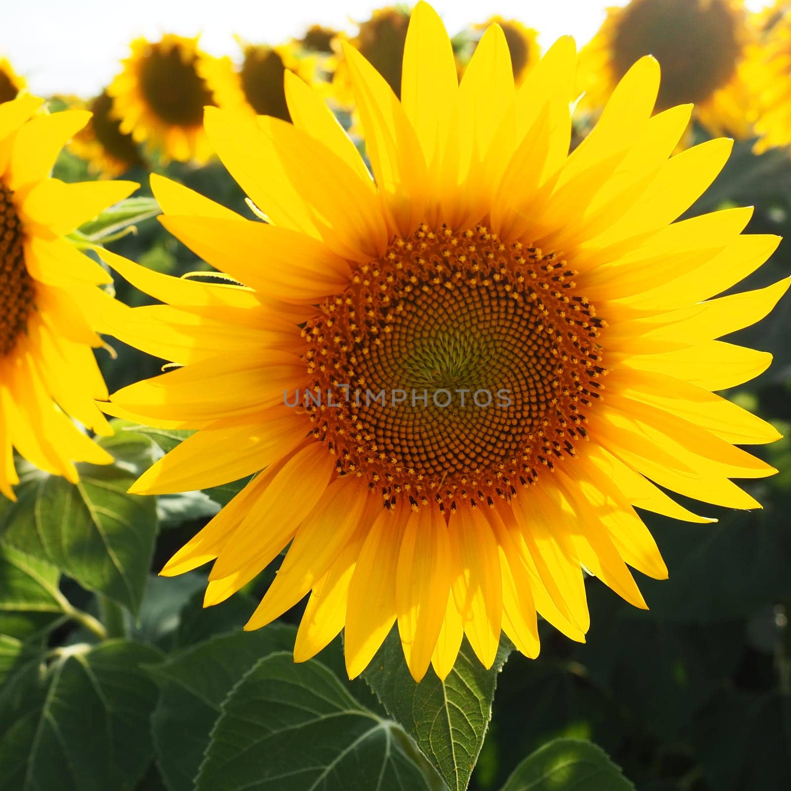 The Helianthus sunflower is a genus of plants in the Asteraceae family. Annual sunflower and tuberous sunflower. Agricultural field. Blooming bud with yellow petals. Furry leaves. Serbia agriculture.