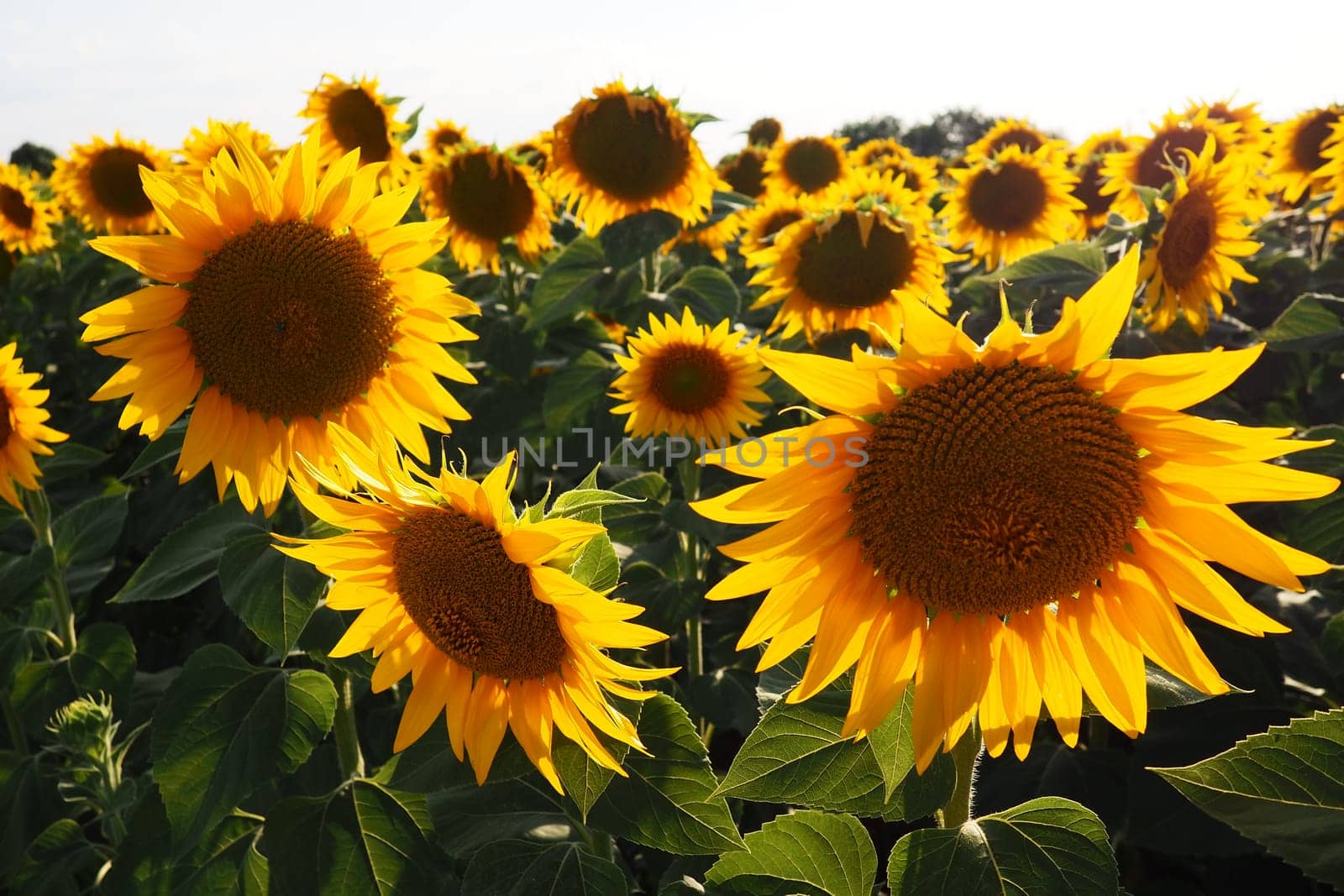Agricultural sunflowers field. The Helianthus sunflower is a genus of plants in the Asteraceae family. Annual sunflower and tuberous sunflower. Blooming bud with yellow petals. Serbia life.