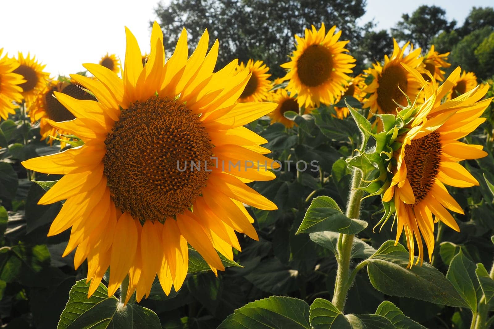 Agricultural sunflowers field. The Helianthus sunflower is a genus of plants in the Asteraceae family. Annual sunflower and tuberous sunflower. Blooming bud with yellow petals. Serbia life.
