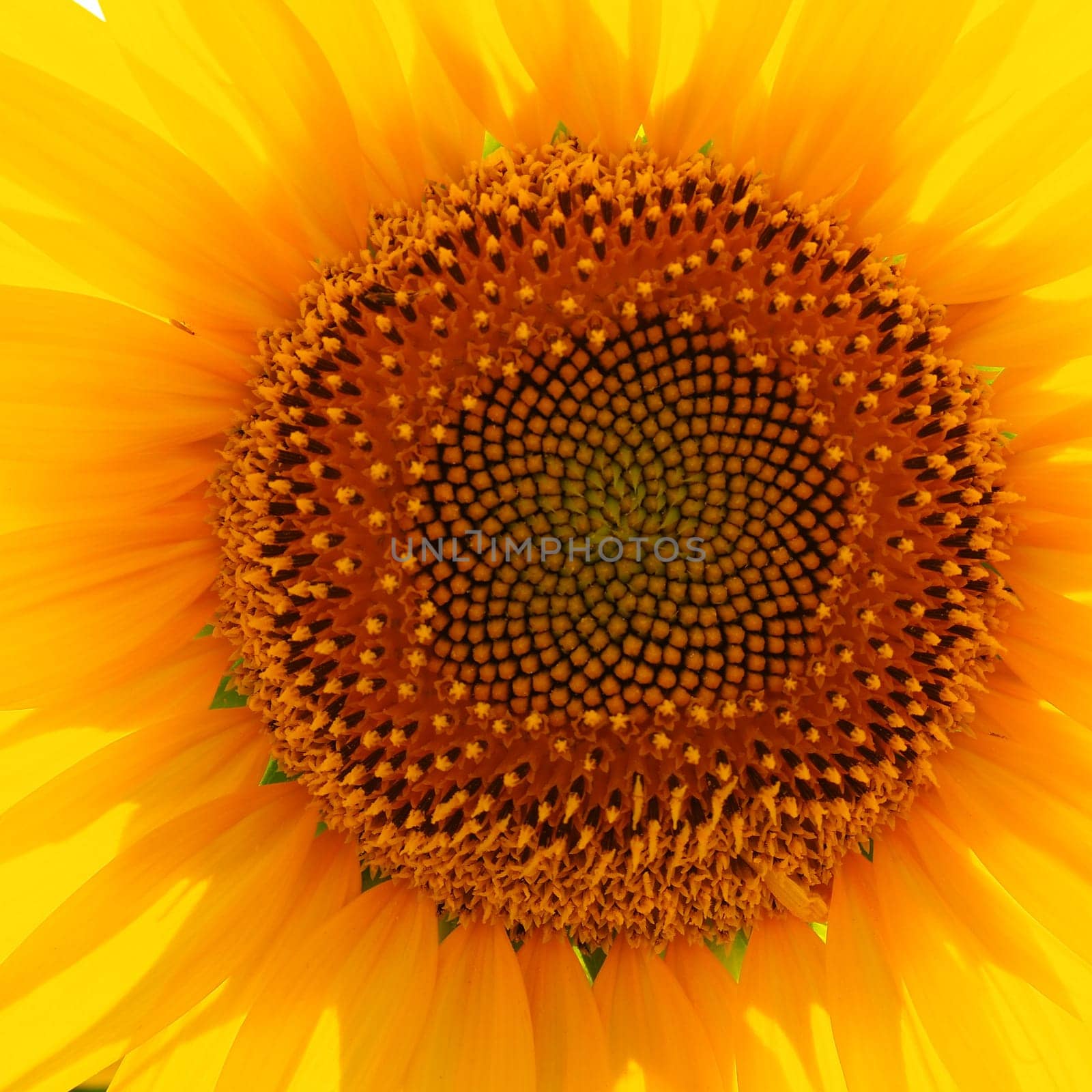 The Helianthus sunflower is a genus of plants in the Asteraceae family. Annual sunflower and tuberous sunflower. Agricultural field. Blooming bud with yellow petals. Furry leaves. Serbia agriculture.