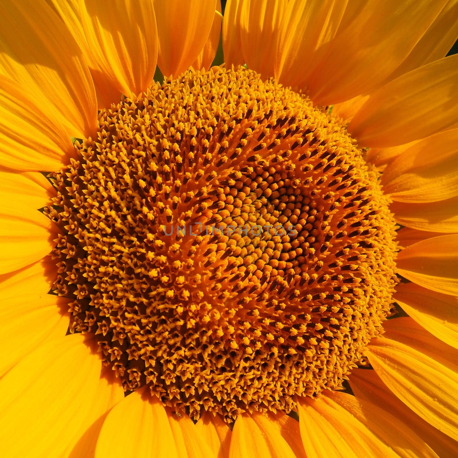 The Helianthus sunflower is a genus of plants in the Asteraceae family. Annual sunflower and tuberous sunflower. Agricultural field. Blooming bud with yellow petals. Furry leaves. Serbia agriculture.