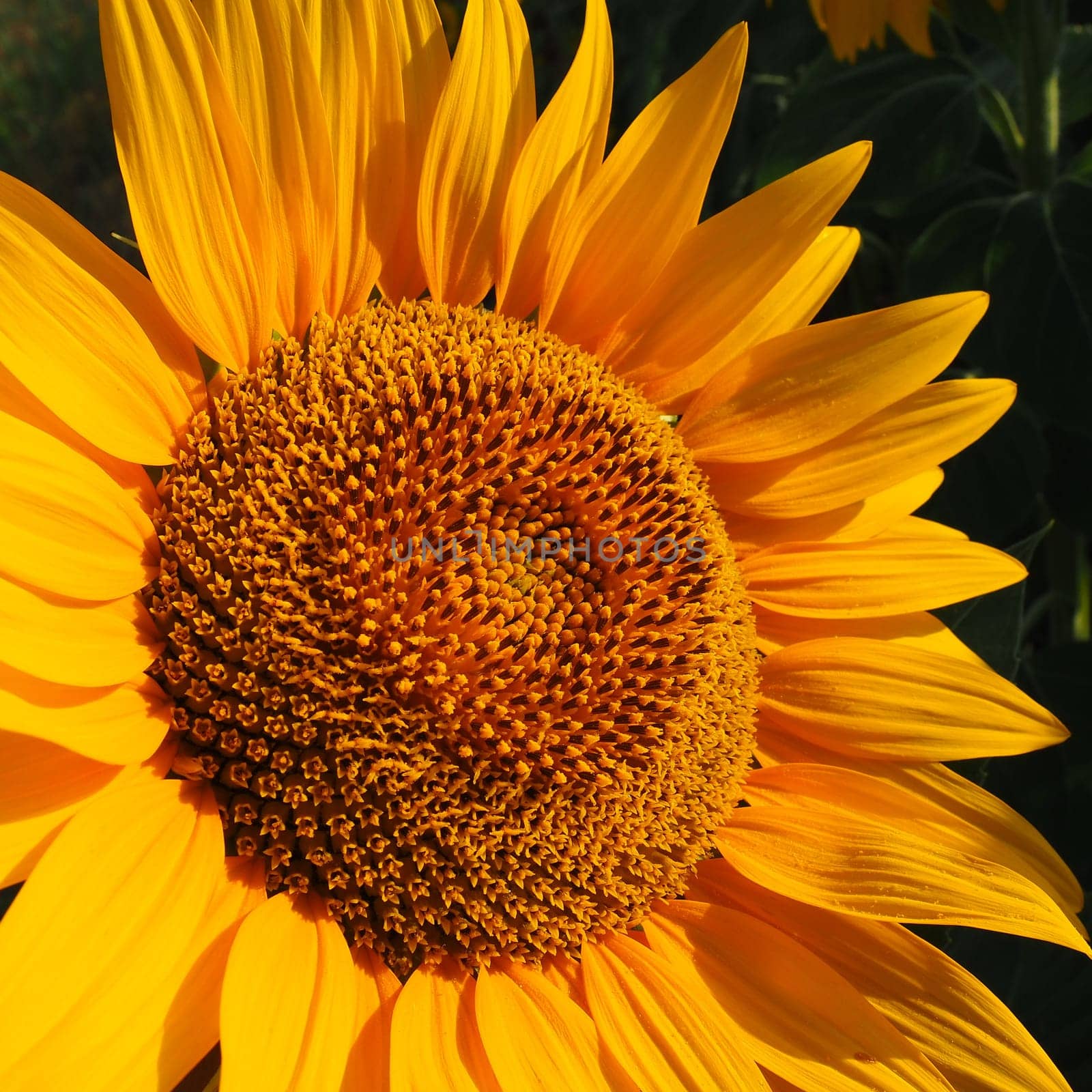 The Helianthus sunflower is a genus of plants in the Asteraceae family. Annual sunflower and tuberous sunflower. Agricultural field. Blooming bud with yellow petals. Furry leaves. Serbia agriculture.