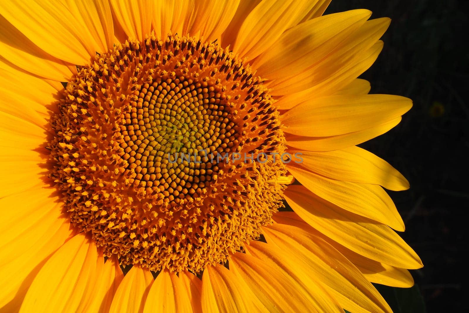 The Helianthus sunflower is a genus of plants in the Asteraceae family. Annual sunflower and tuberous sunflower. Agricultural field. Blooming bud with yellow petals. Furry leaves. Serbia agriculture.