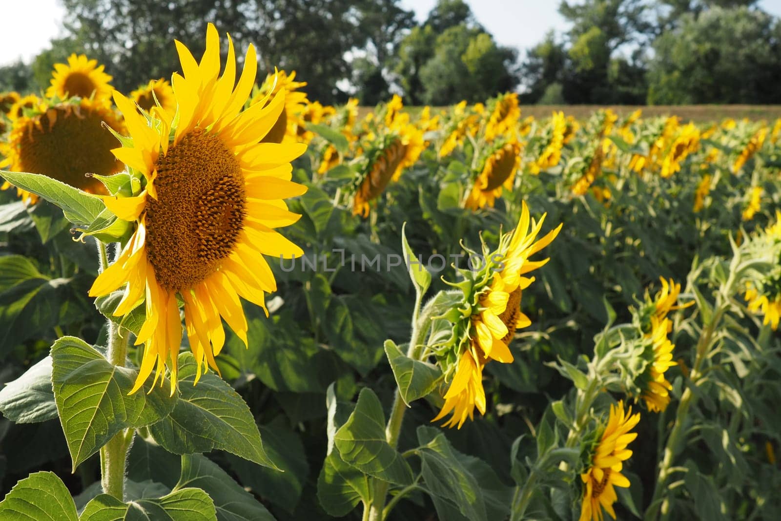 Agricultural sunflowers field. The Helianthus sunflower is a genus of plants in the Asteraceae family. Annual sunflower and tuberous sunflower. Blooming bud with yellow petals. Serbia life.