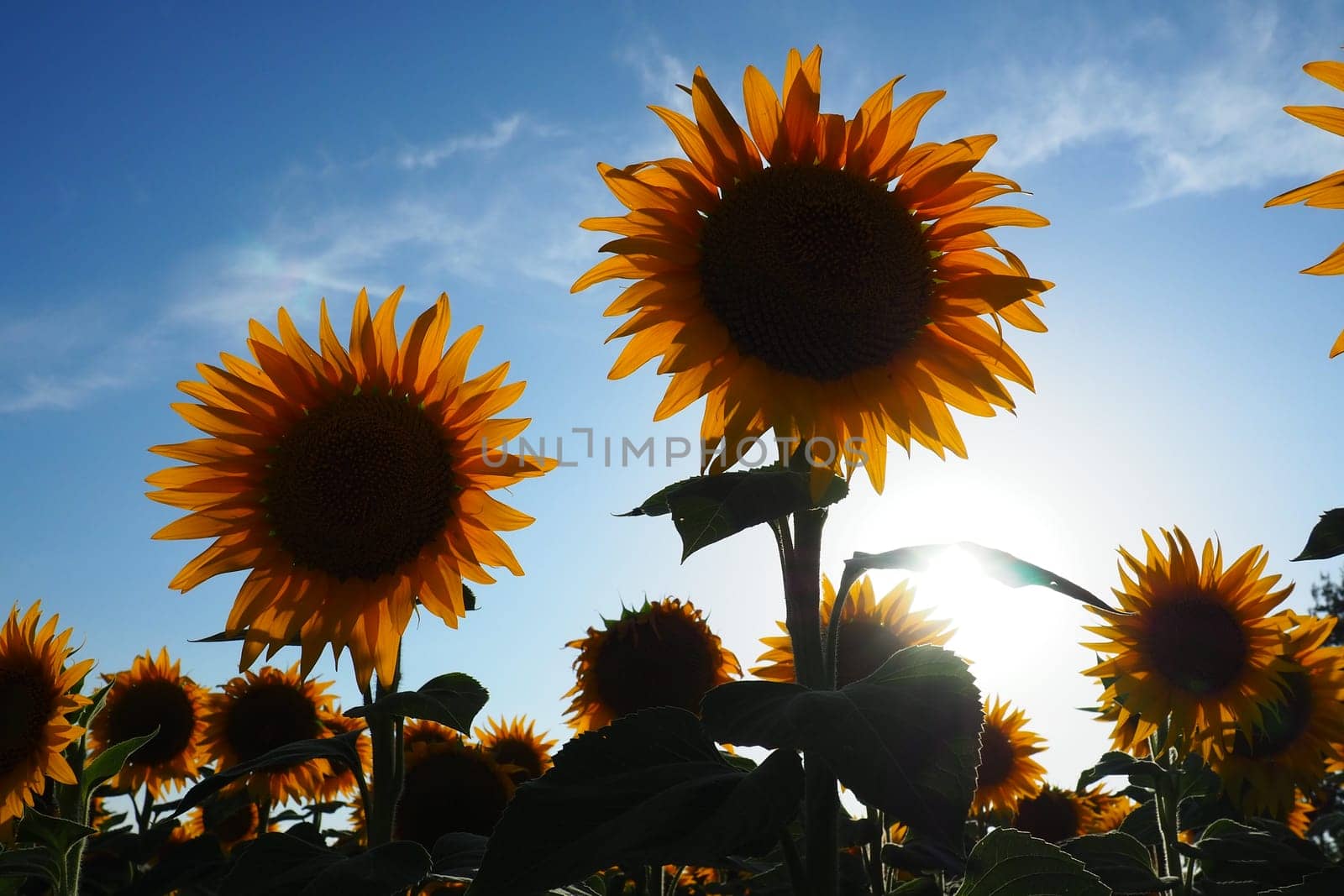 The Helianthus sunflower, Asteraceae family. Annual sunflower and tuberous sunflower. Agricultural field. Blooming bud with yellow petals. Furry leaves. Serbia agriculture. Blue sky and clouds.