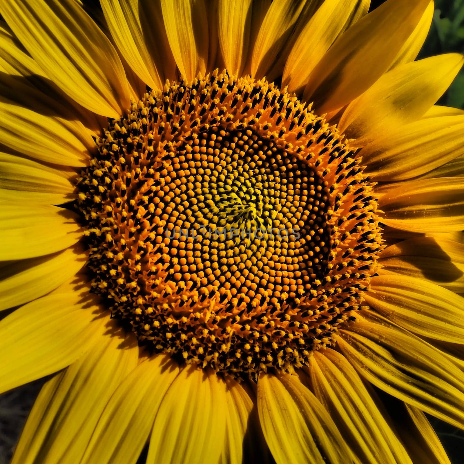 The Helianthus sunflower is a genus of plants in the Asteraceae family. Annual sunflower and tuberous sunflower. Agricultural field. Blooming bud with yellow petals. Furry leaves. Serbia agriculture.