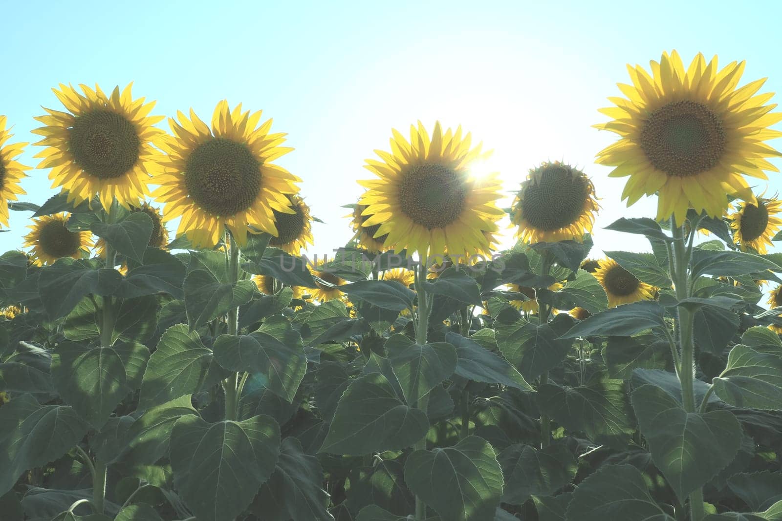 The Helianthus sunflower, Asteraceae family. Annual sunflower and tuberous sunflower. Agricultural field. Blooming bud with yellow petals. Furry leaves. Serbia agriculture. Blue sky and clouds.